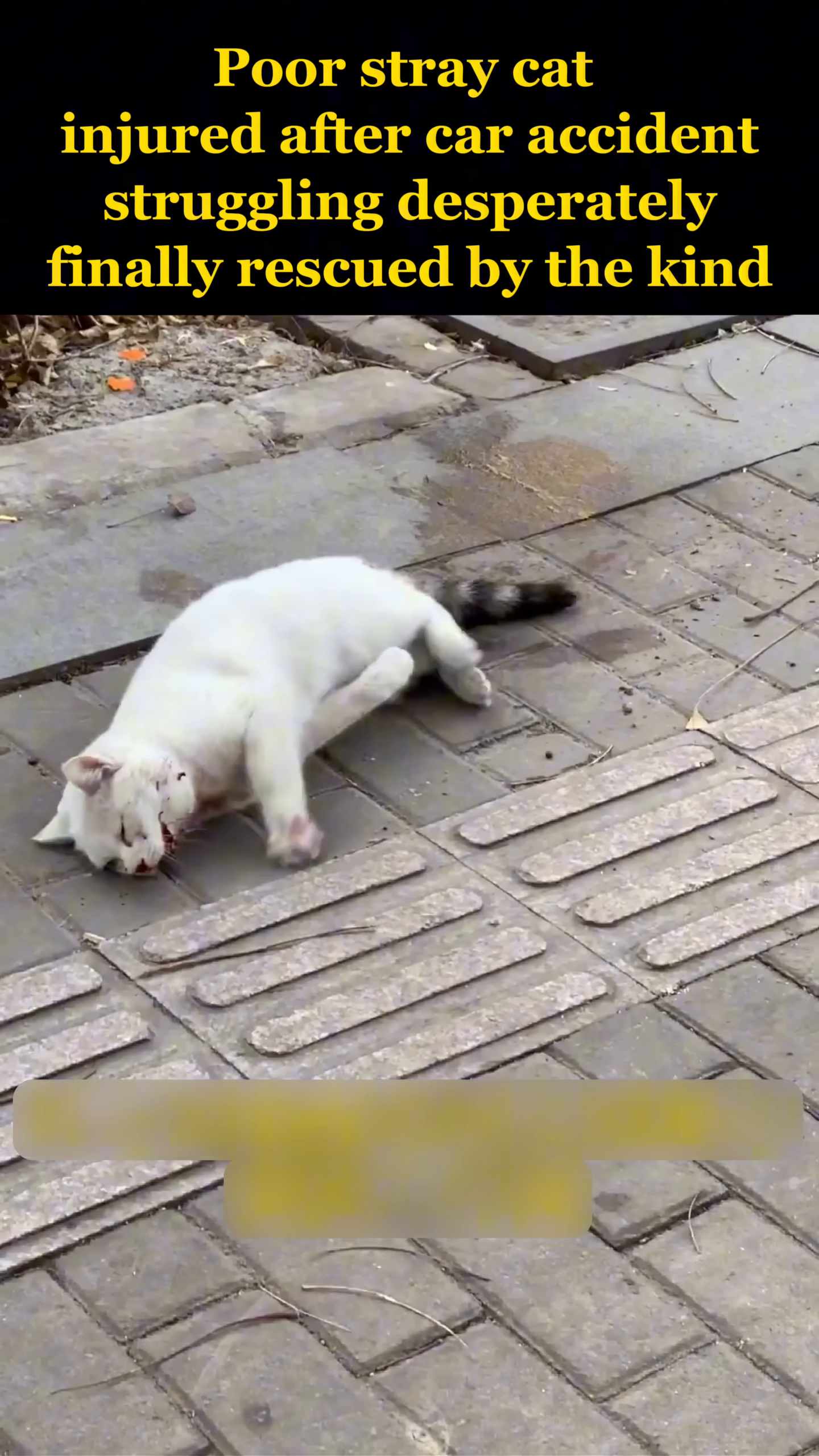 A white stray cat lies injured on the sidewalk, its face bloody and its body struggling to move.