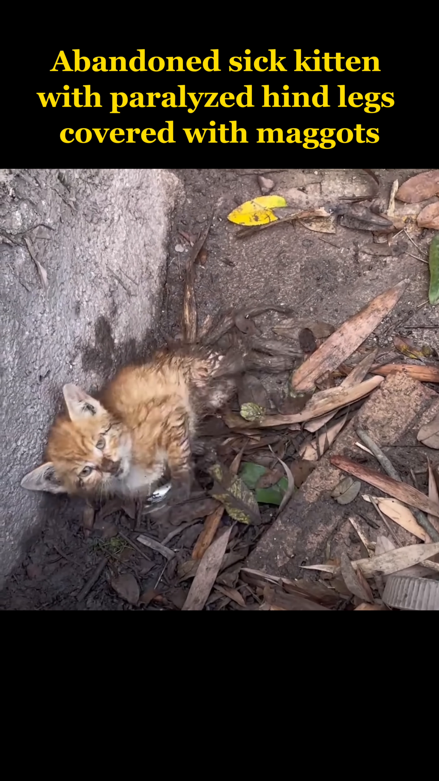 A small, ginger kitten lies on the ground, looking weak and distressed.