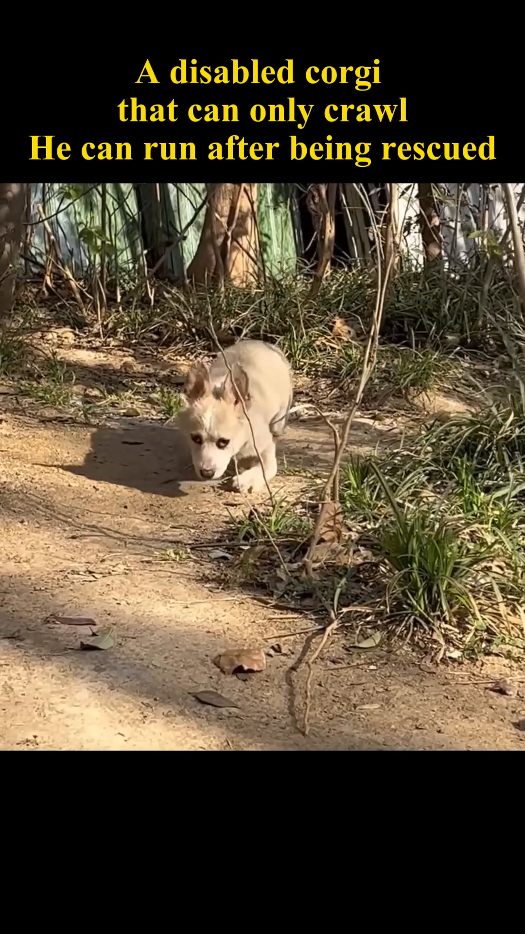 A small, light-colored corgi is seen crawling on a dirt path, its body low to the ground.