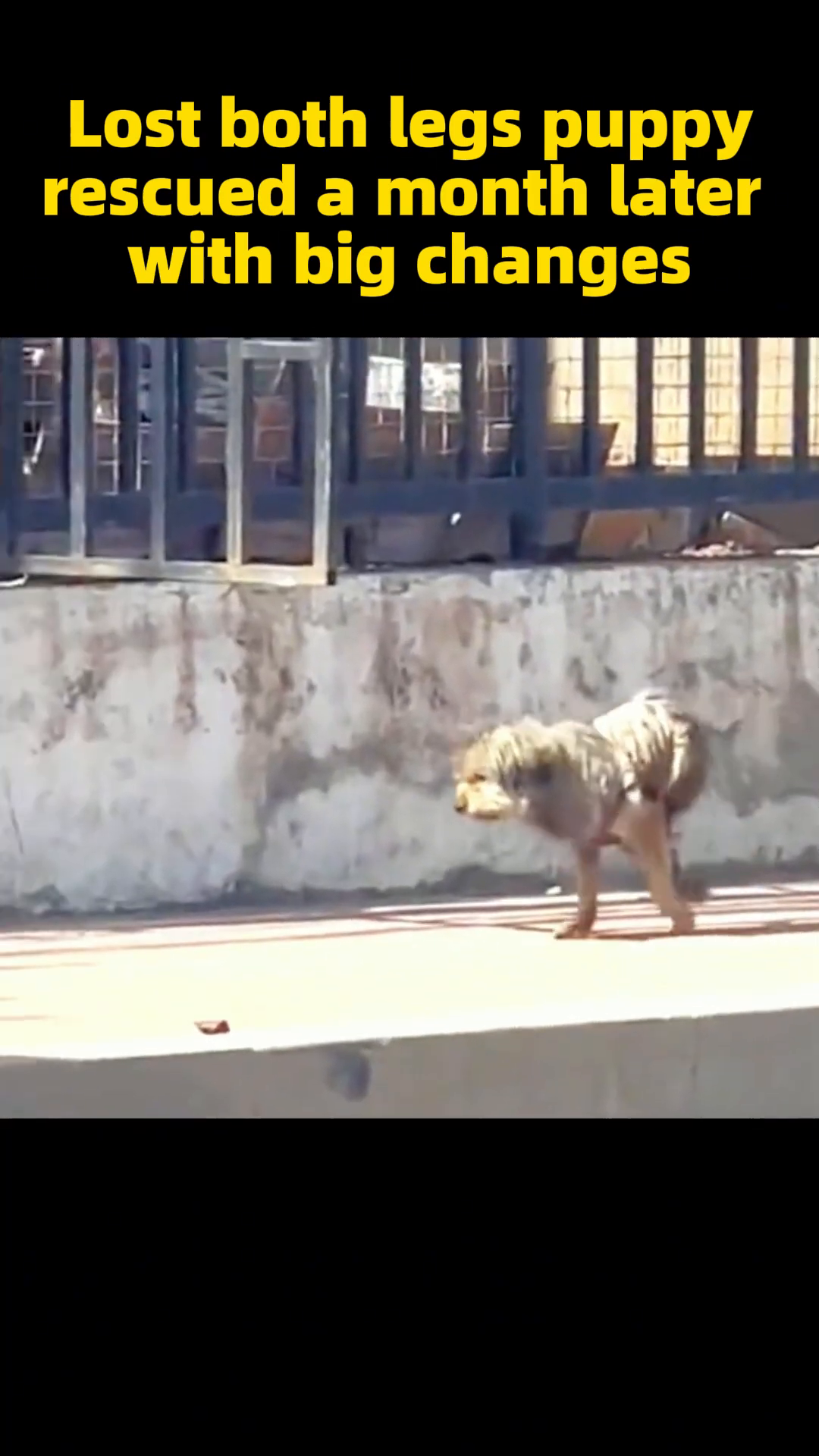 A small, fluffy puppy with missing hind legs, looking frail and sad.