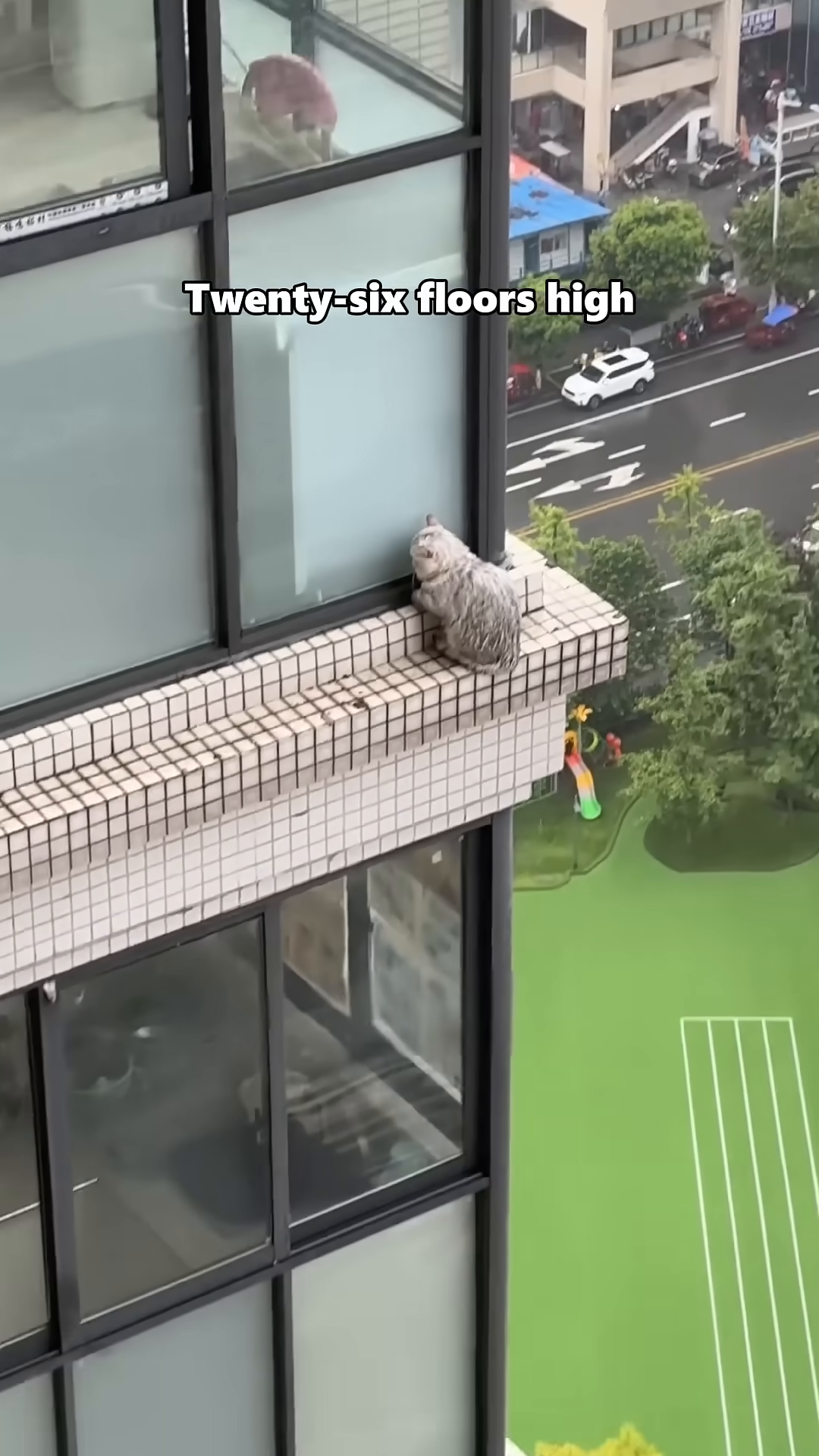 A small, wet cat huddled on a narrow ledge, 26 floors up, with rain falling.