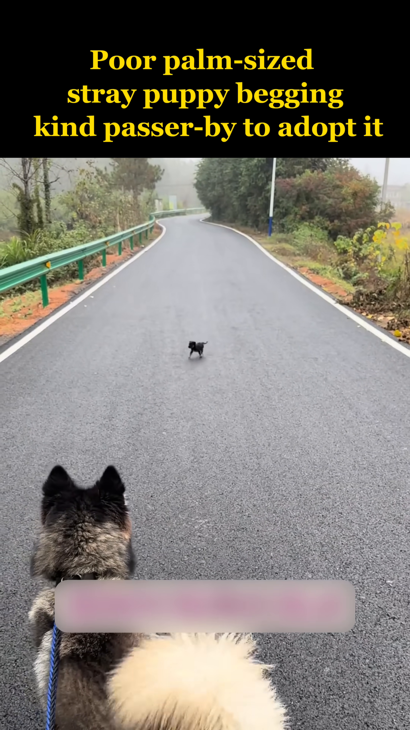 A tiny black puppy stands alone in the middle of a road.