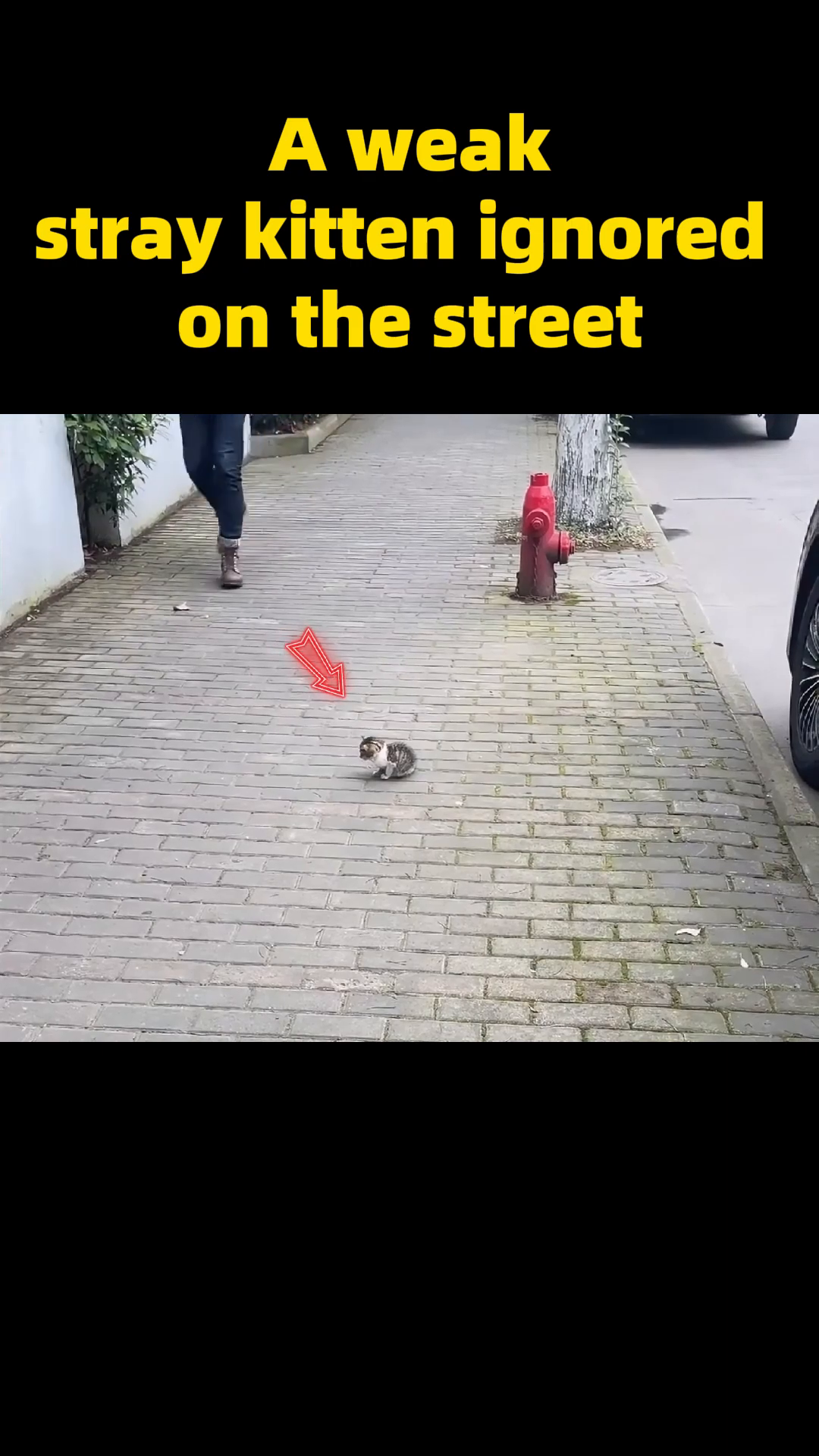 A tiny, weak stray kitten sits alone on a brick sidewalk.
