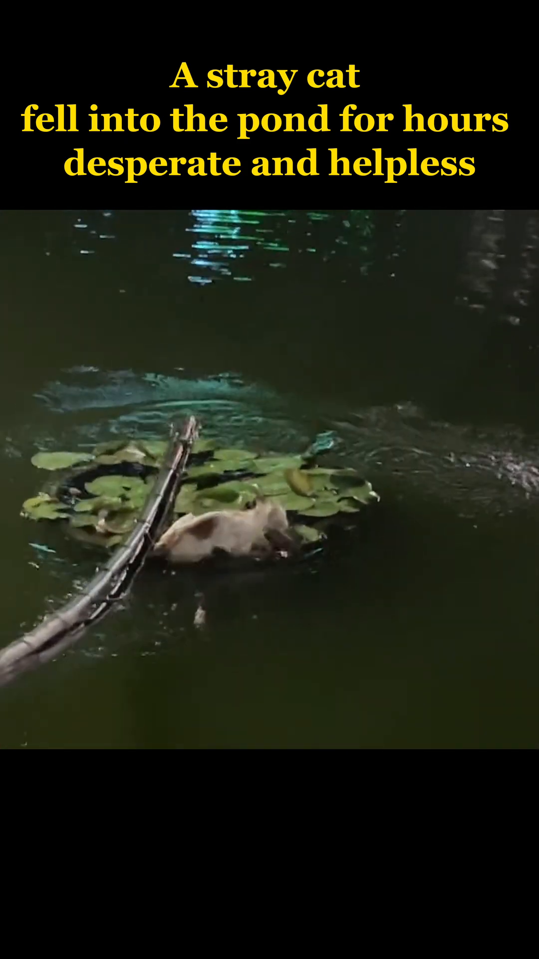 A stray cat is seen struggling in a pond, perched precariously on a lily pad.
