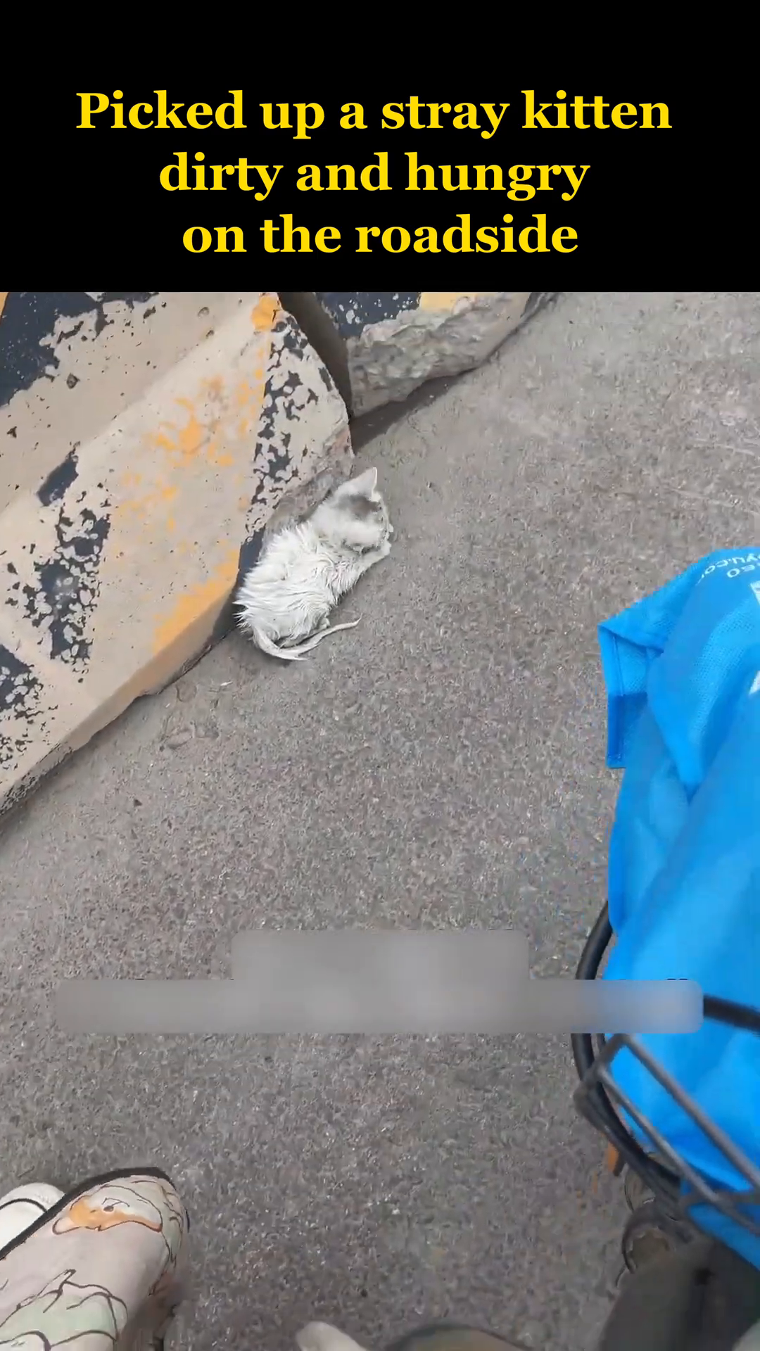 A small, dirty, white kitten lies on the asphalt near a concrete barrier.