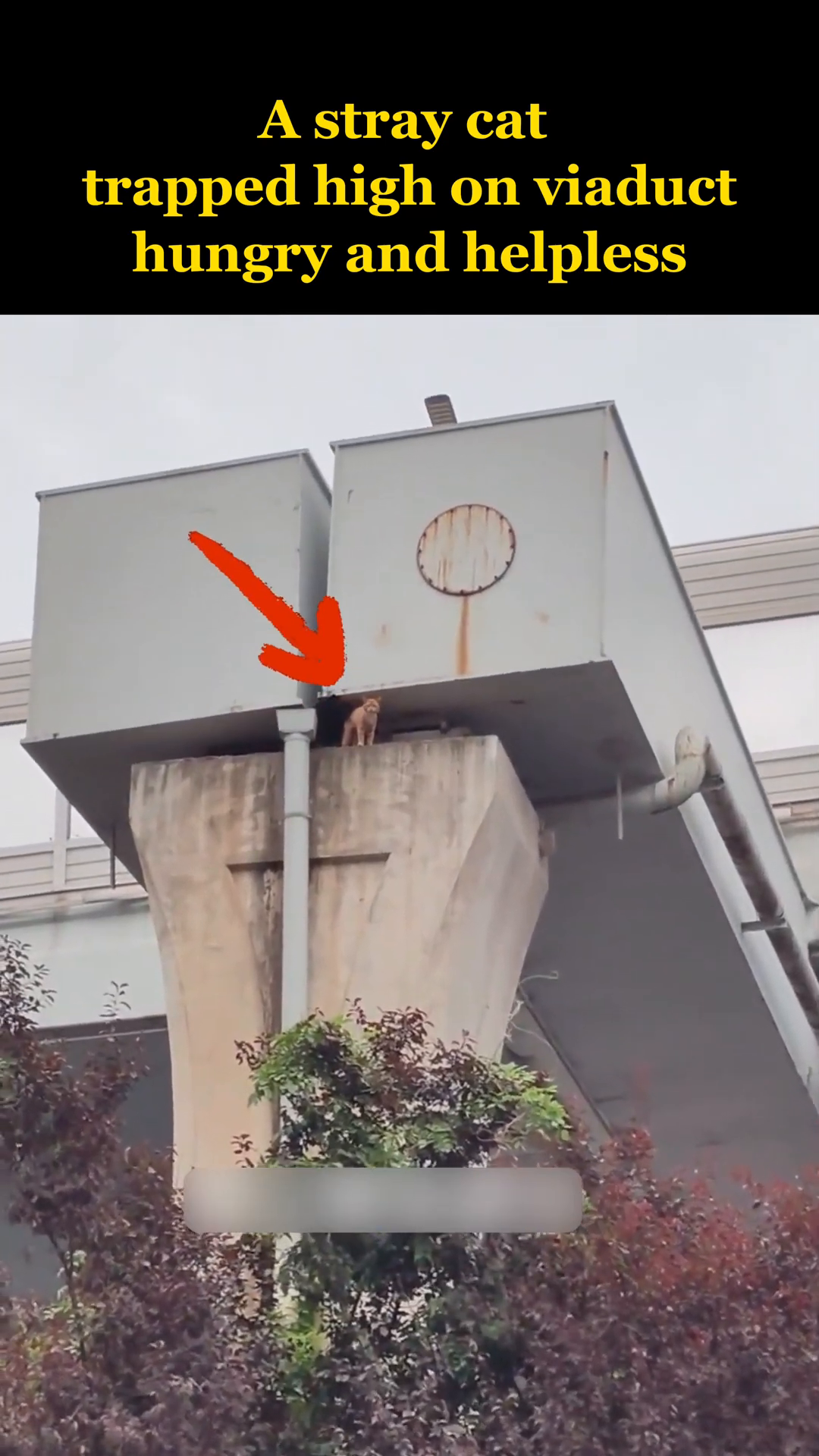 A small, orange stray cat is perched precariously on a high concrete ledge of a viaduct.