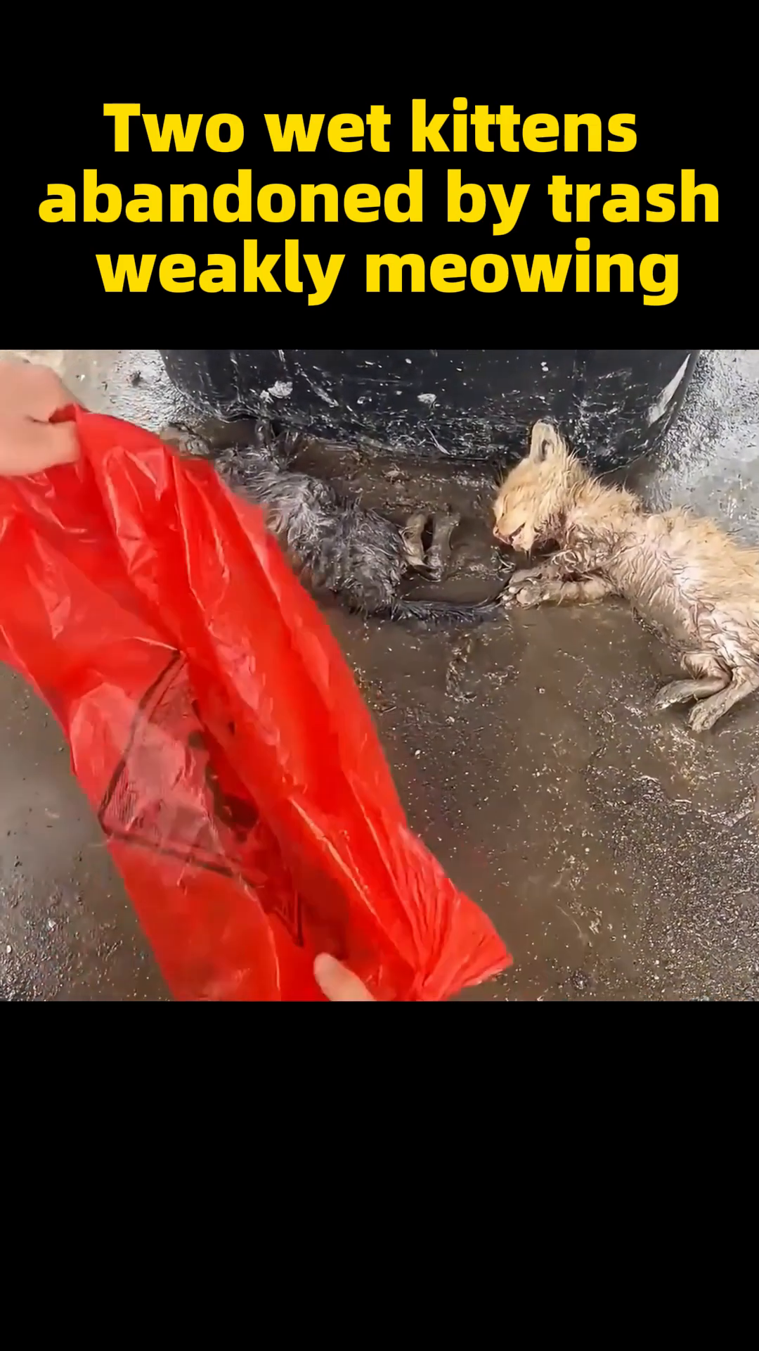 Two tiny, wet kittens huddled together in a puddle, looking distressed.