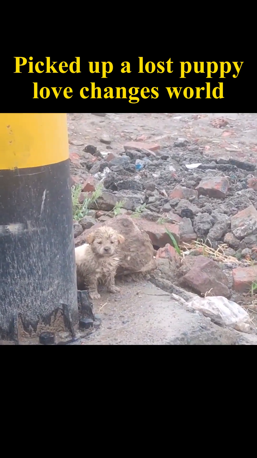 A small, dirty puppy stands alone on the side of a road, looking lost and scared.