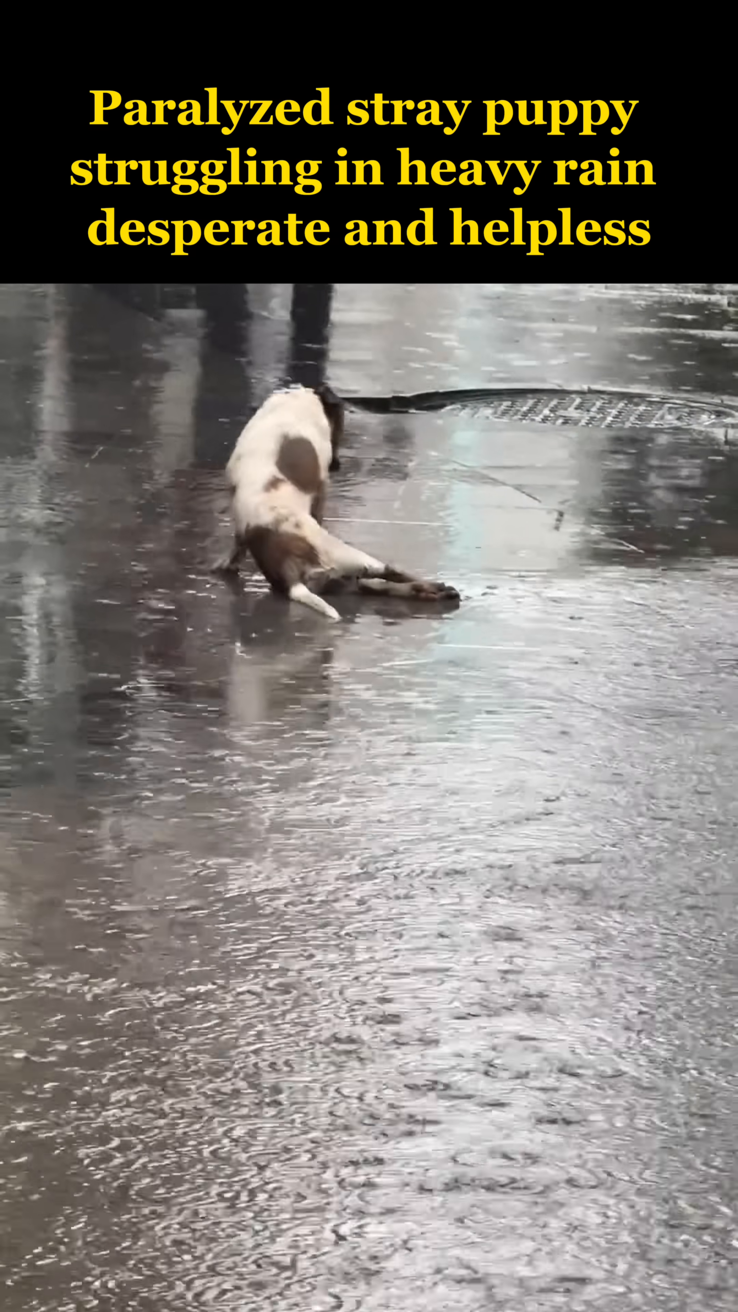 A small, white and brown puppy with paralyzed hind legs is struggling to move on a wet, reflective surface during heavy rain.