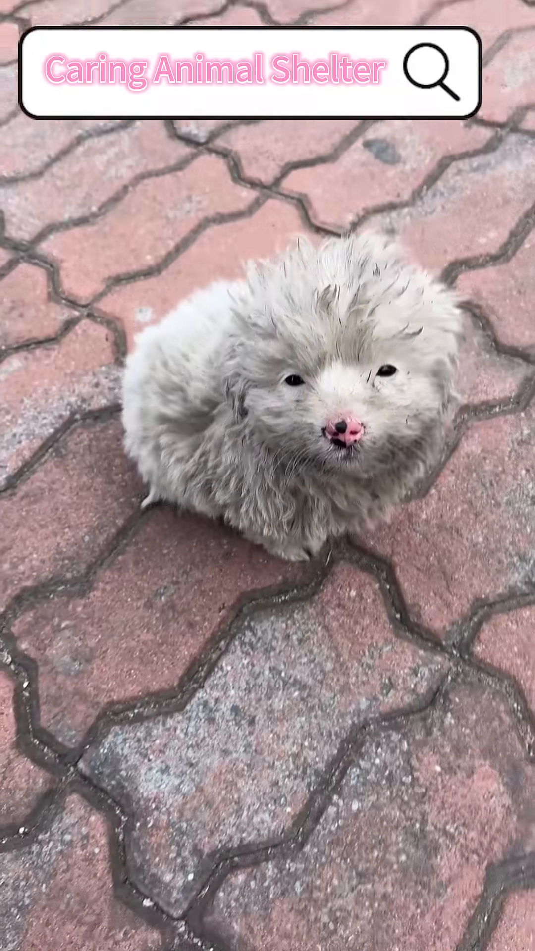 A small, dirty puppy with matted fur sits on the ground.