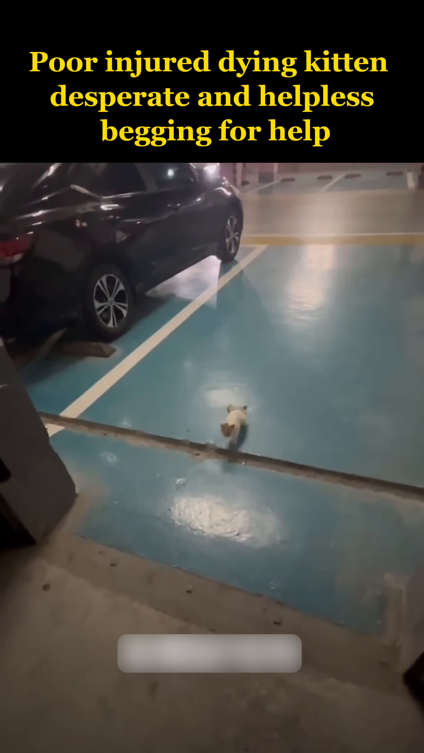 A tiny, frail kitten is seen alone and struggling to move.