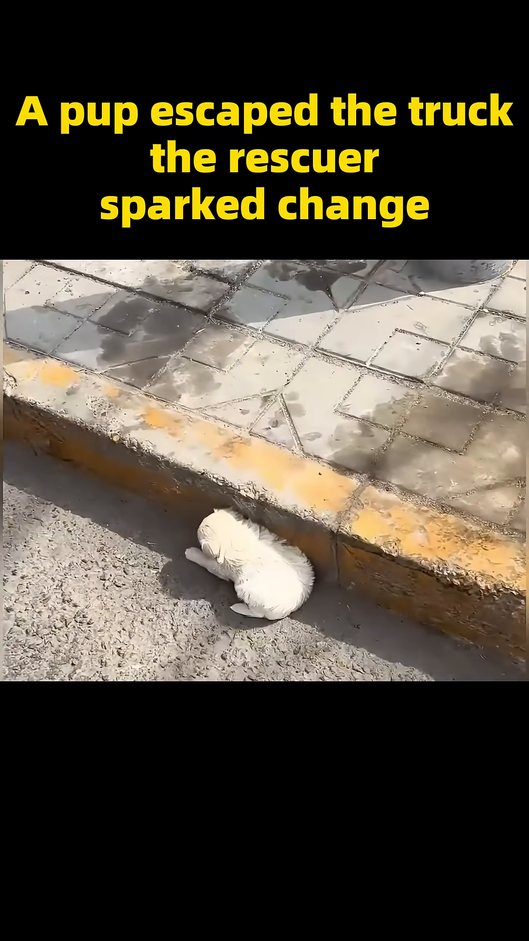 A small, fluffy white puppy is curled up on the ground, looking scared and alone.