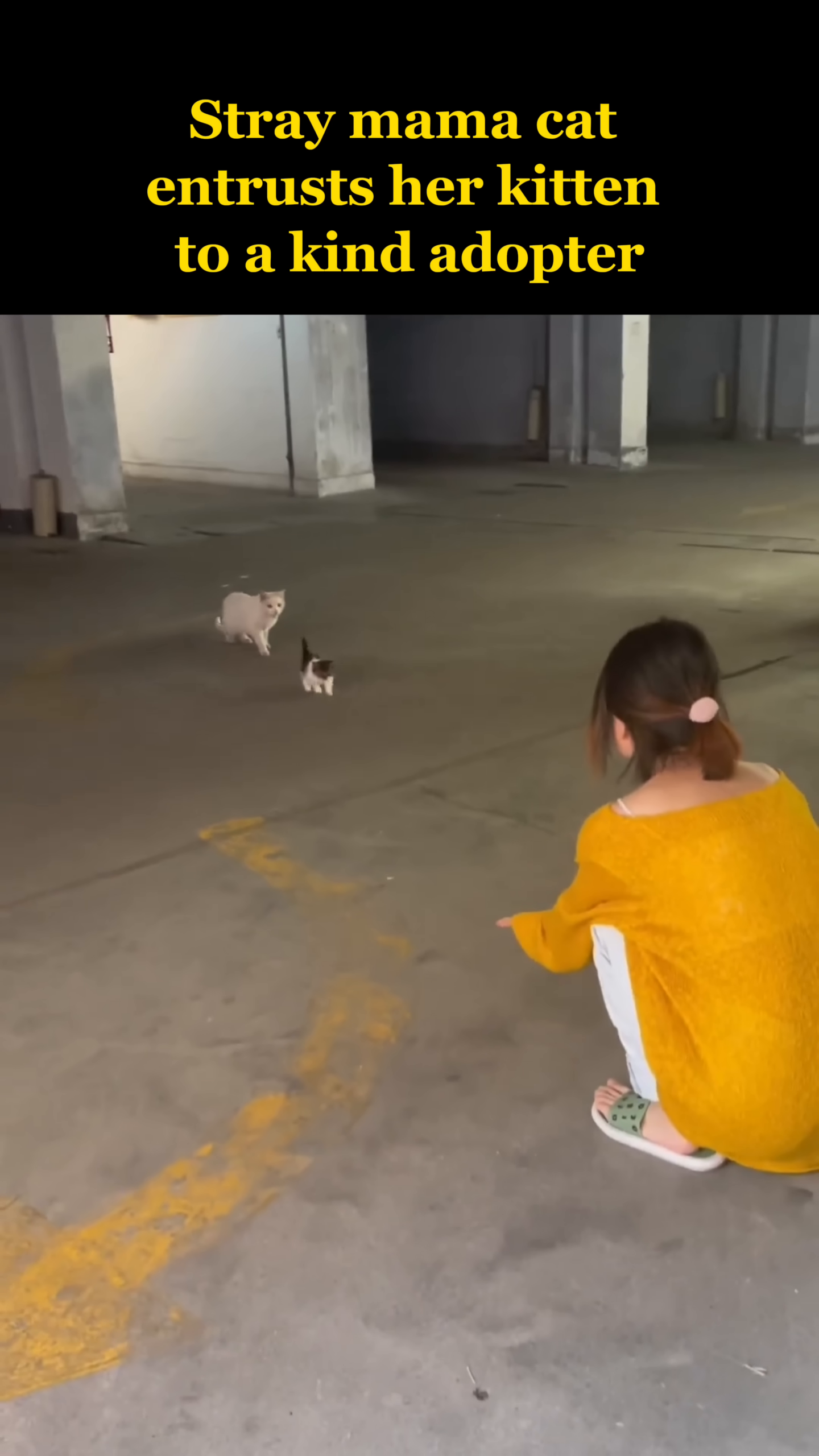 A stray mama cat gently pushes her tiny kitten towards a woman crouching down.