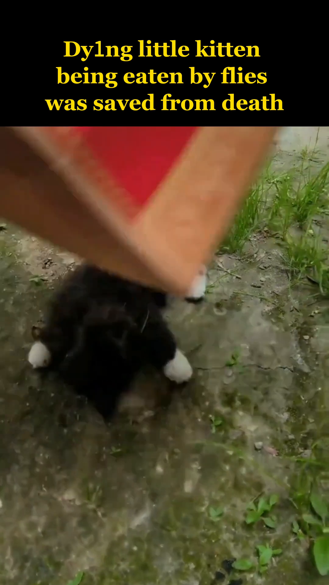 A small, black and white kitten lies on its side on the ground, appearing weak and covered in flies.