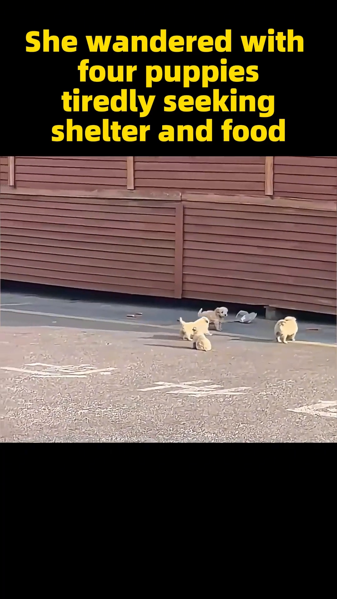 A mother dog and four small puppies huddled together on the pavement, looking lost and tired.