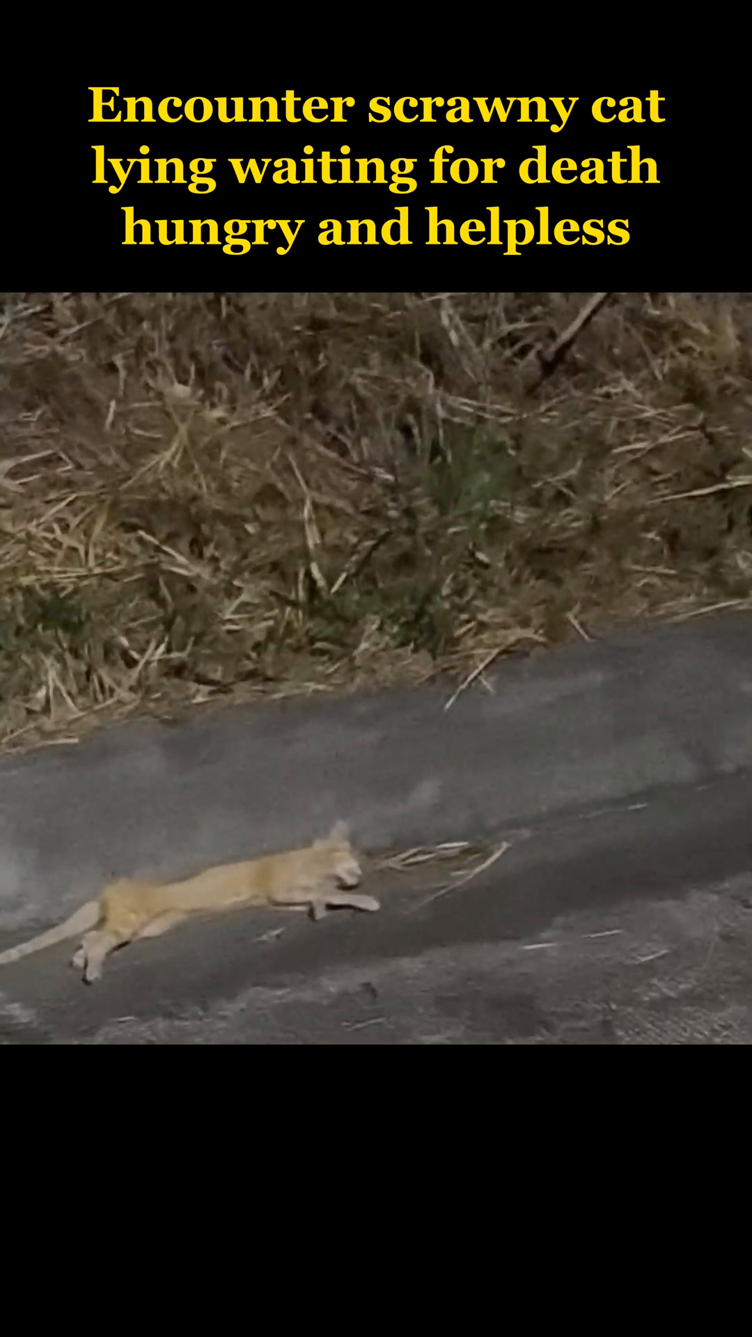 A thin, orange cat lying on the ground, looking weak and vulnerable.