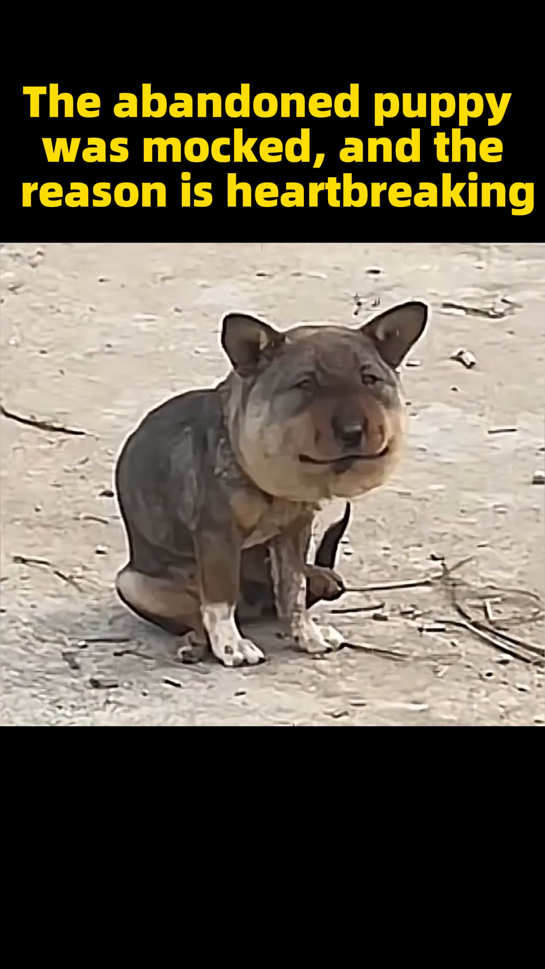 A small, scruffy puppy sits alone on a dirt ground, looking dejected.