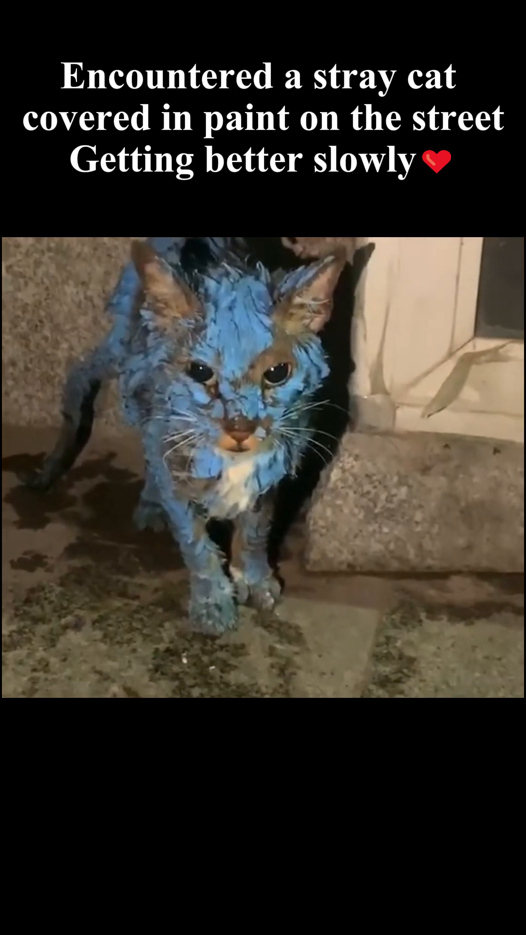A stray cat found completely covered in blue paint on the street.
