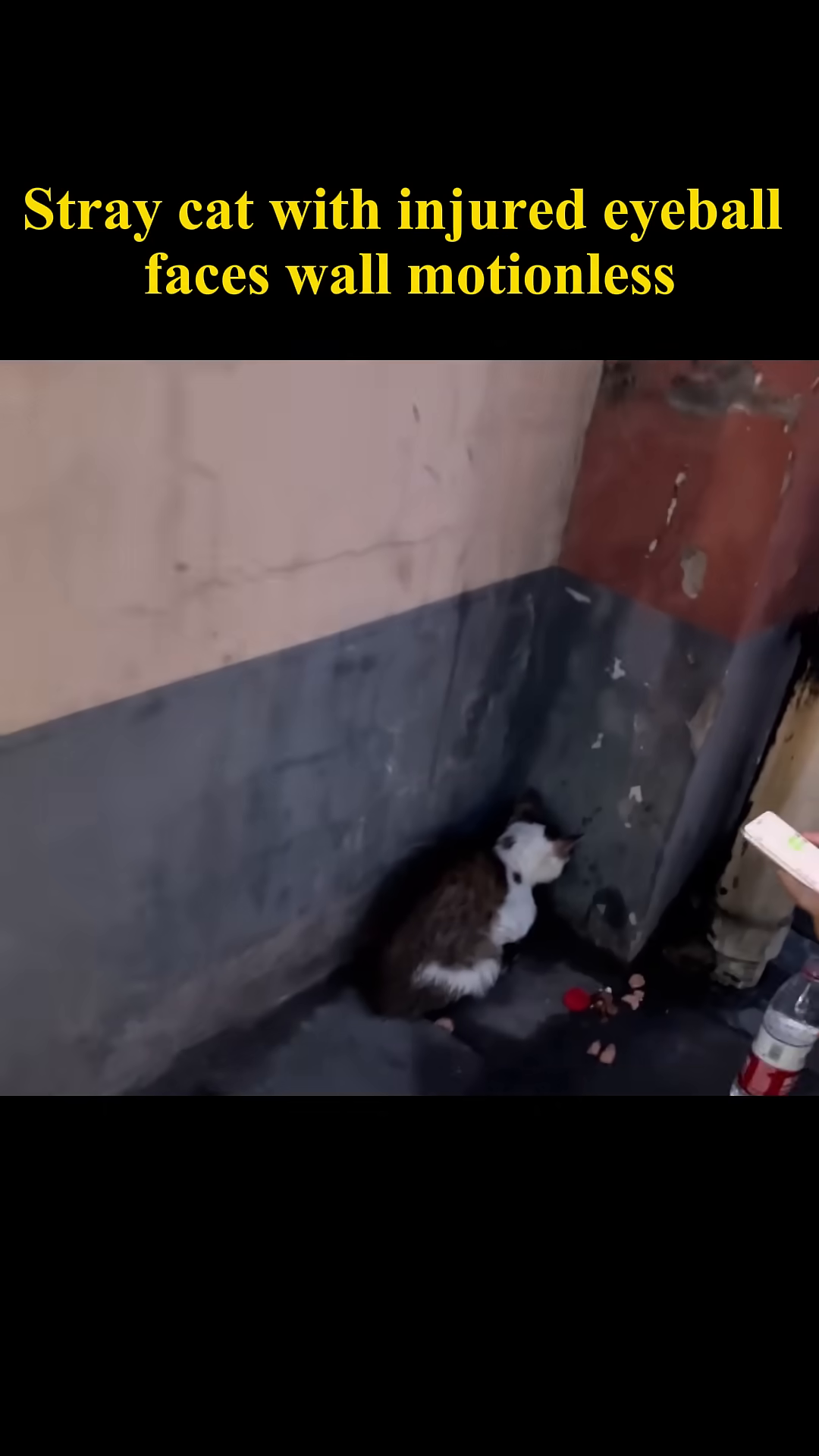 A stray cat with a visibly injured eye is huddled against a wall, appearing distressed and motionless.