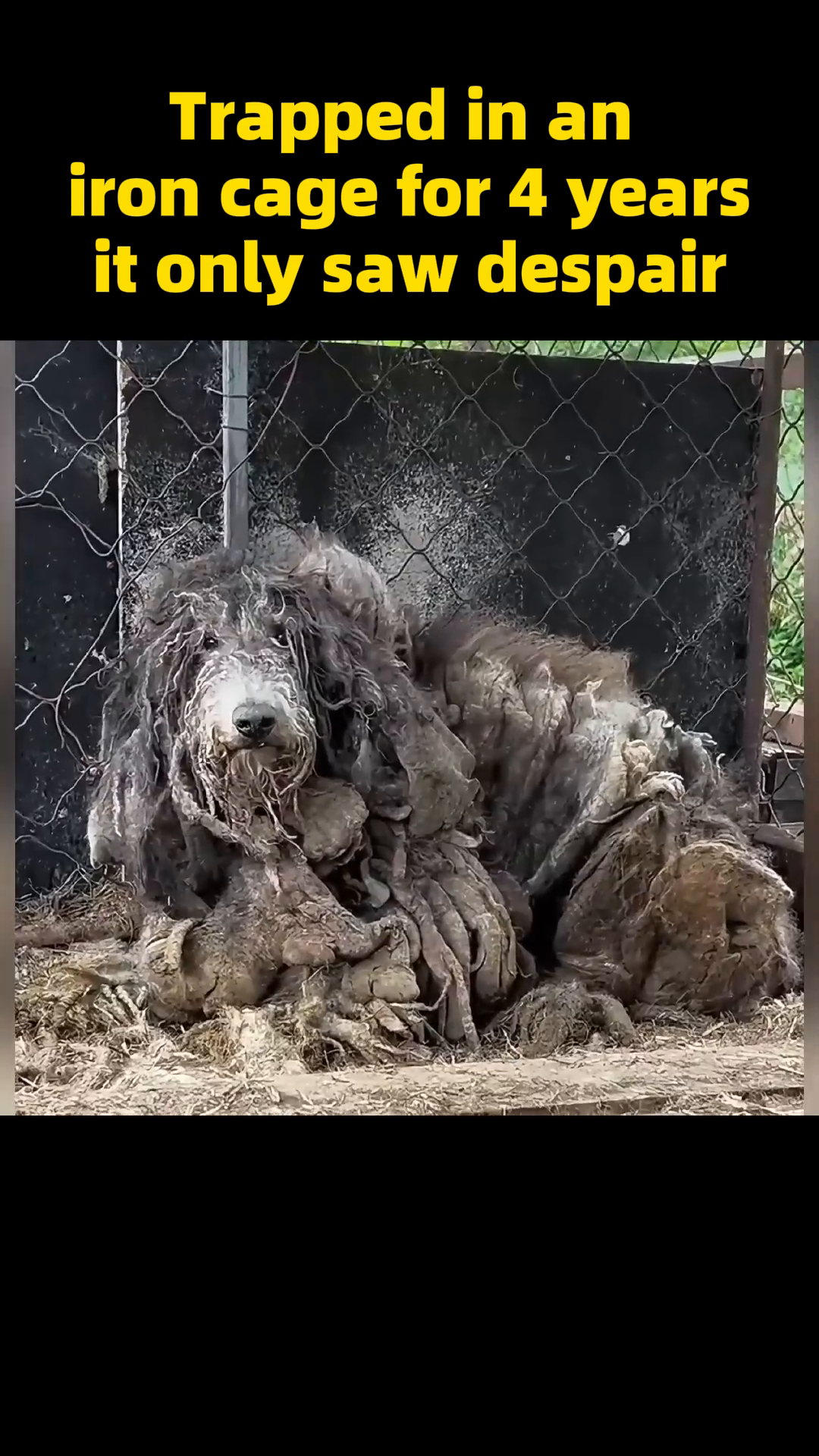A dog sits in an iron cage, its fur severely matted and tangled, its eyes looking out with a forlorn expression.