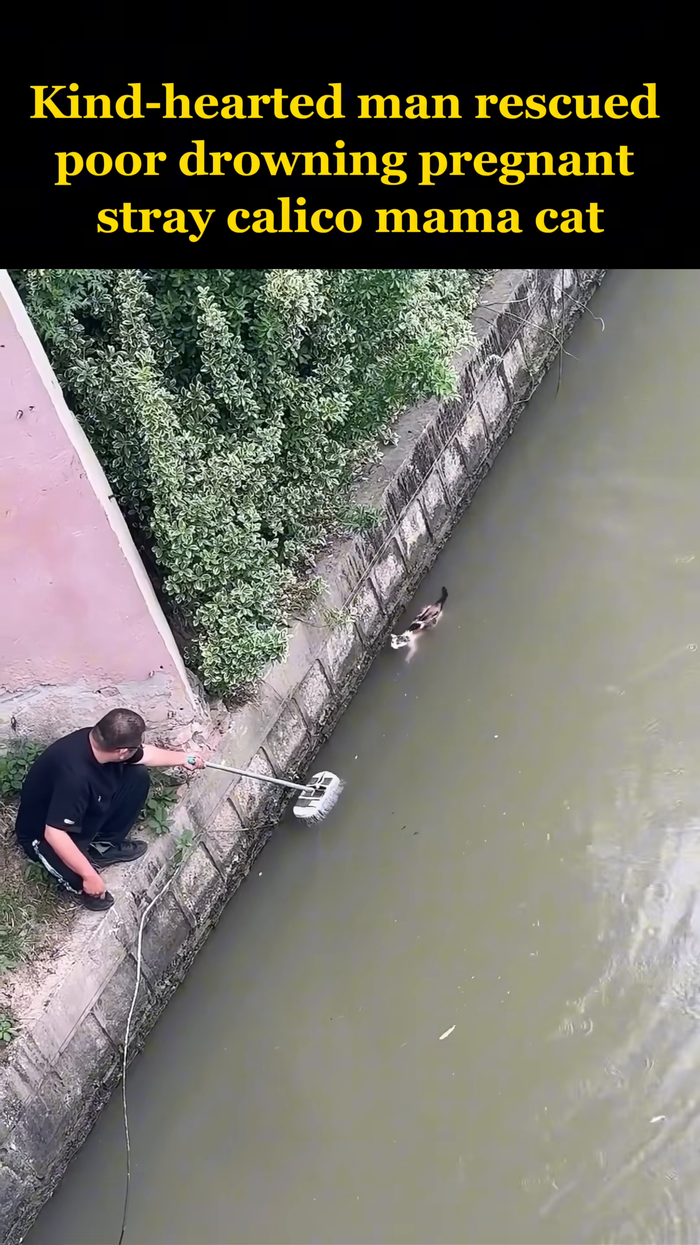 A calico cat is struggling to stay afloat in the water.