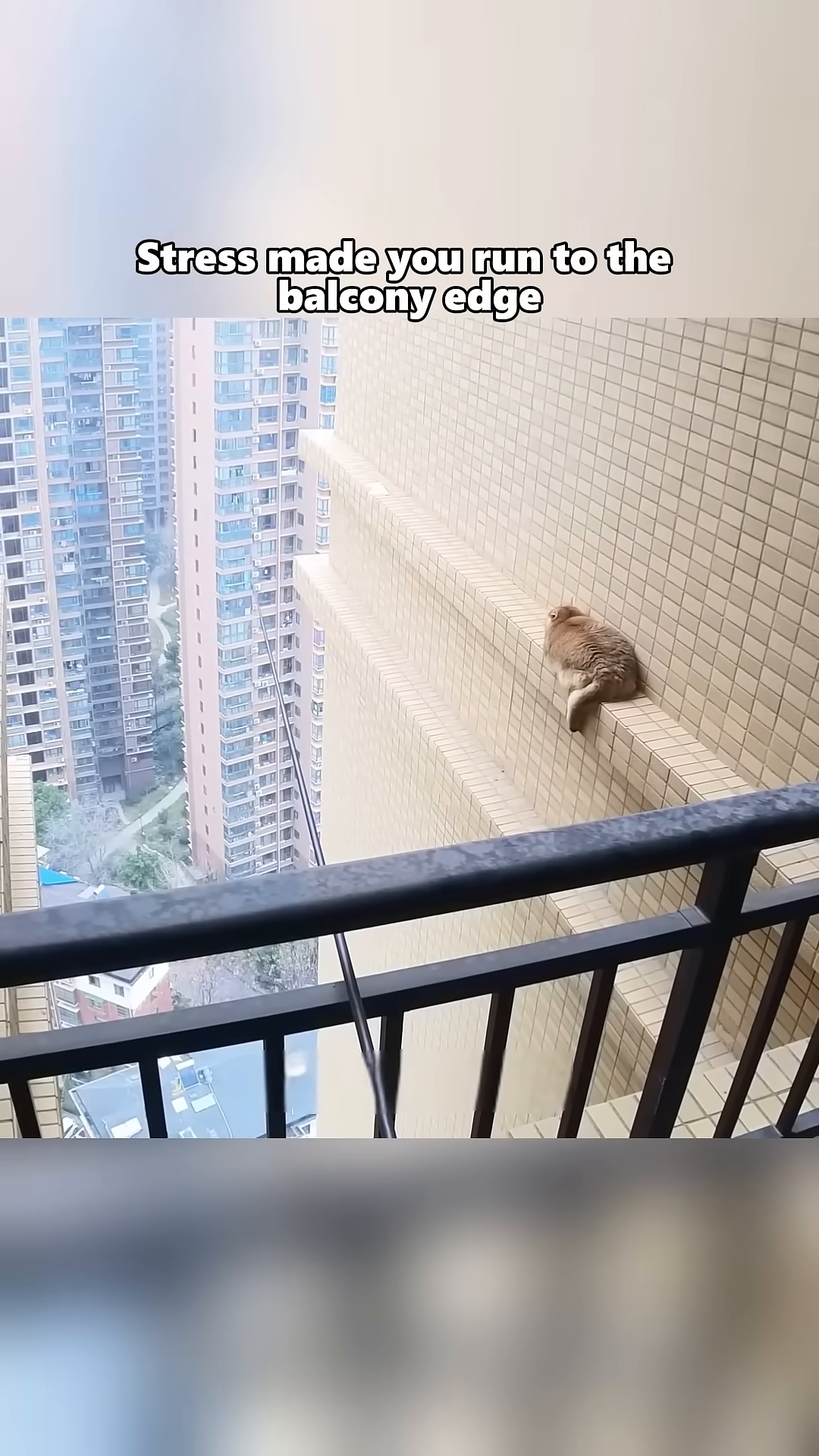 A ginger cat sits on the narrow edge of a high-rise balcony, looking down at the city below.