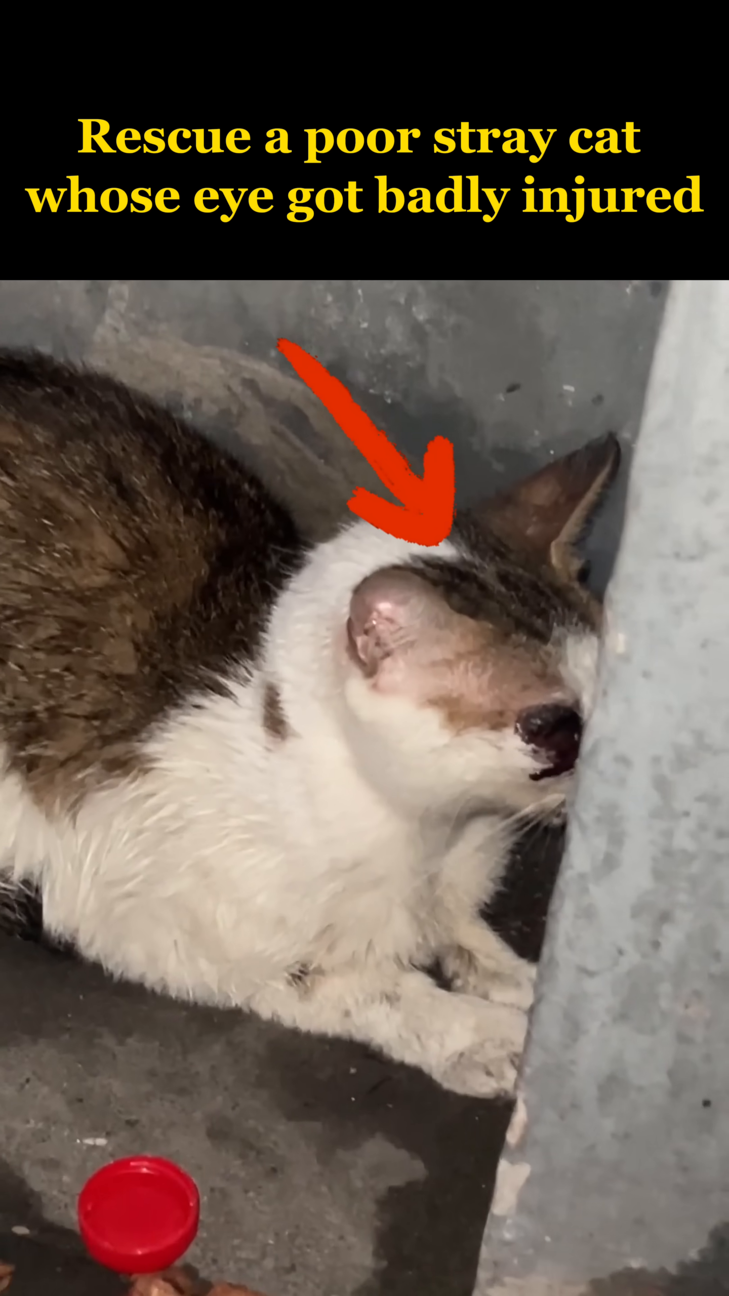 A stray cat with a badly injured eye is huddled in a dark corner.
