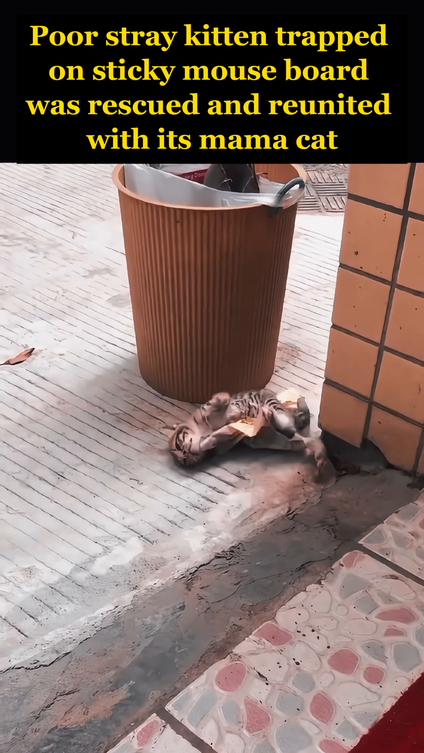 A tiny kitten is seen desperately struggling, completely stuck on a large, yellow sticky mouse trap.
