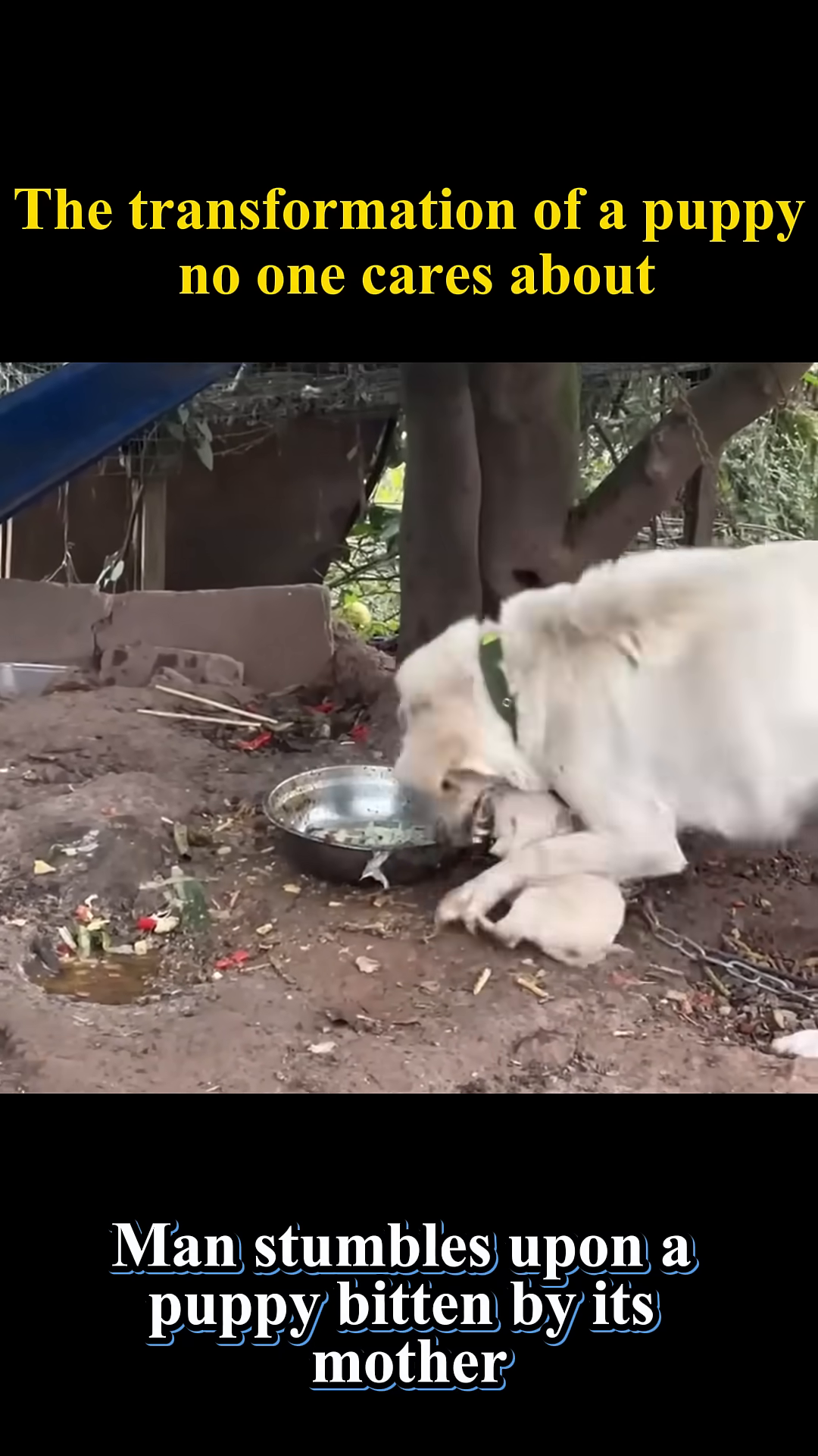 A small, frail puppy is seen alone and injured, its eyes conveying a deep sadness.