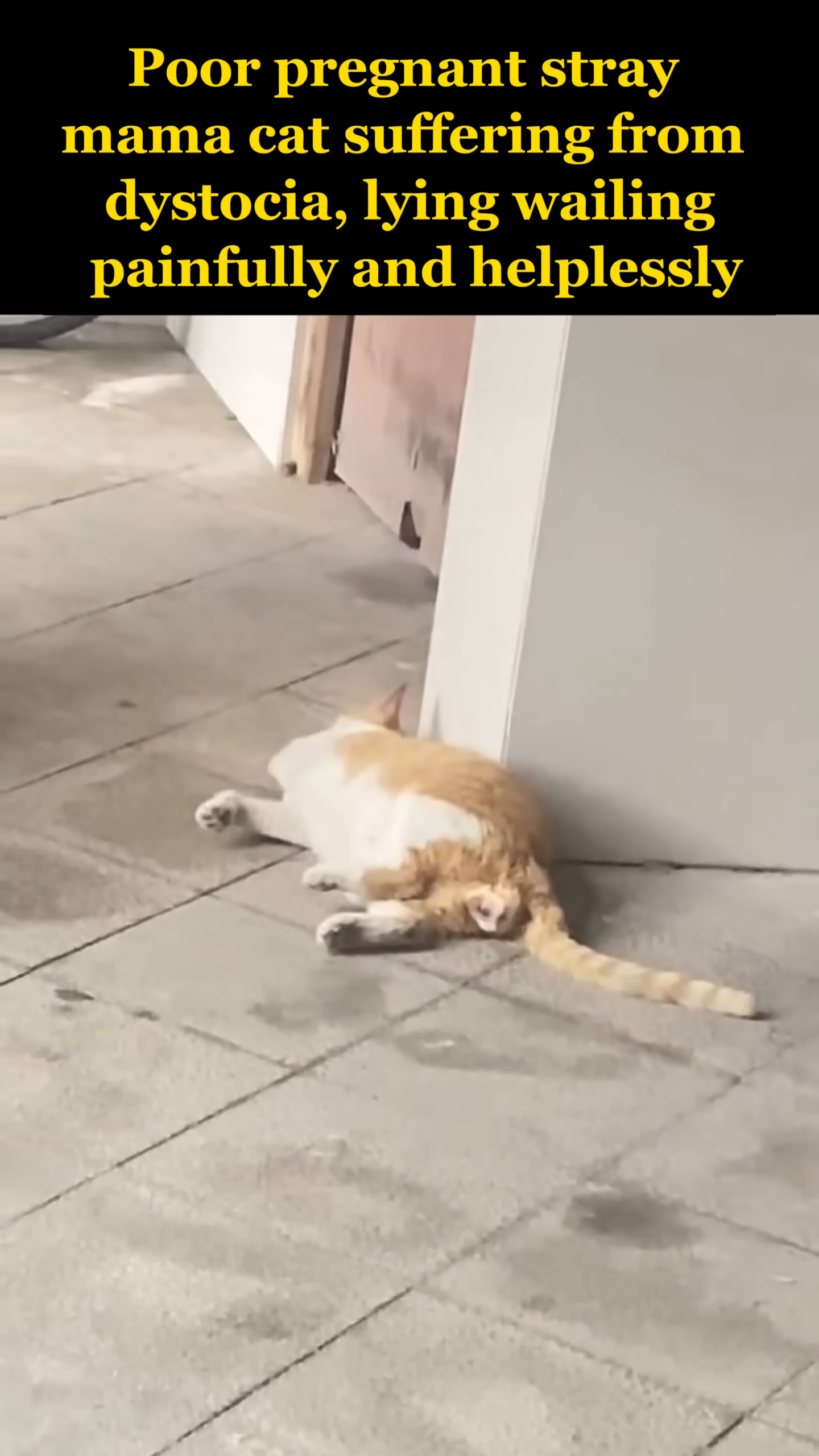 A pregnant stray cat lies on the ground, wailing in severe pain, her body visibly distressed.