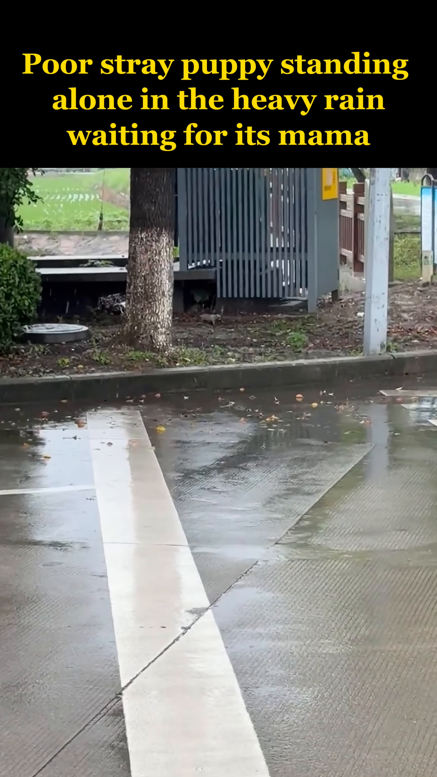 A small, wet puppy stands alone in the pouring rain, looking lost and scared.