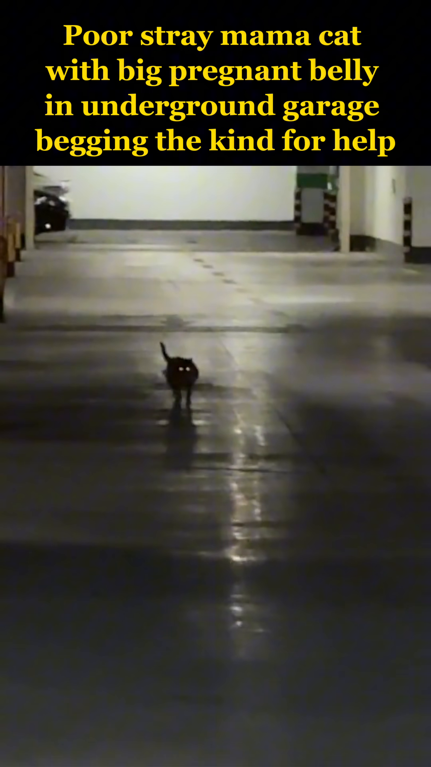 A heavily pregnant stray cat, with glowing eyes, meows desperately in the underground garage.