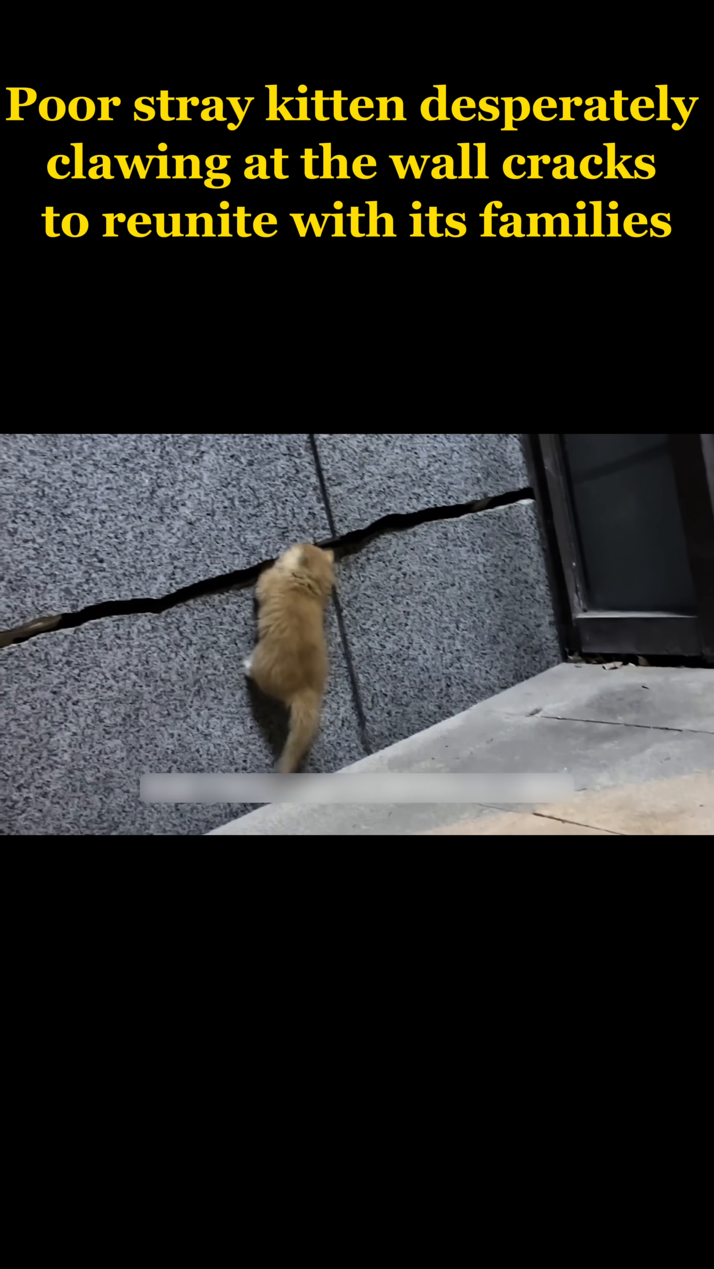A tiny ginger kitten desperately claws at a narrow crack in a concrete wall, its body stretched in a futile attempt to get through.