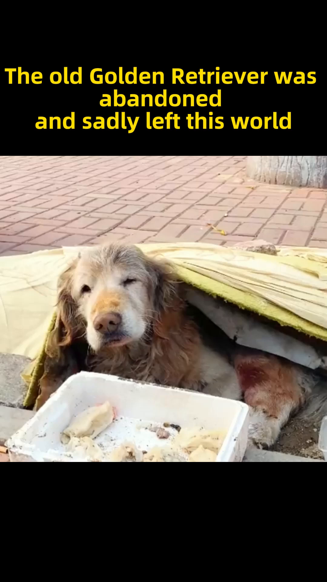 The old Golden Retriever lies abandoned under a yellow tarp, looking weak and sad.