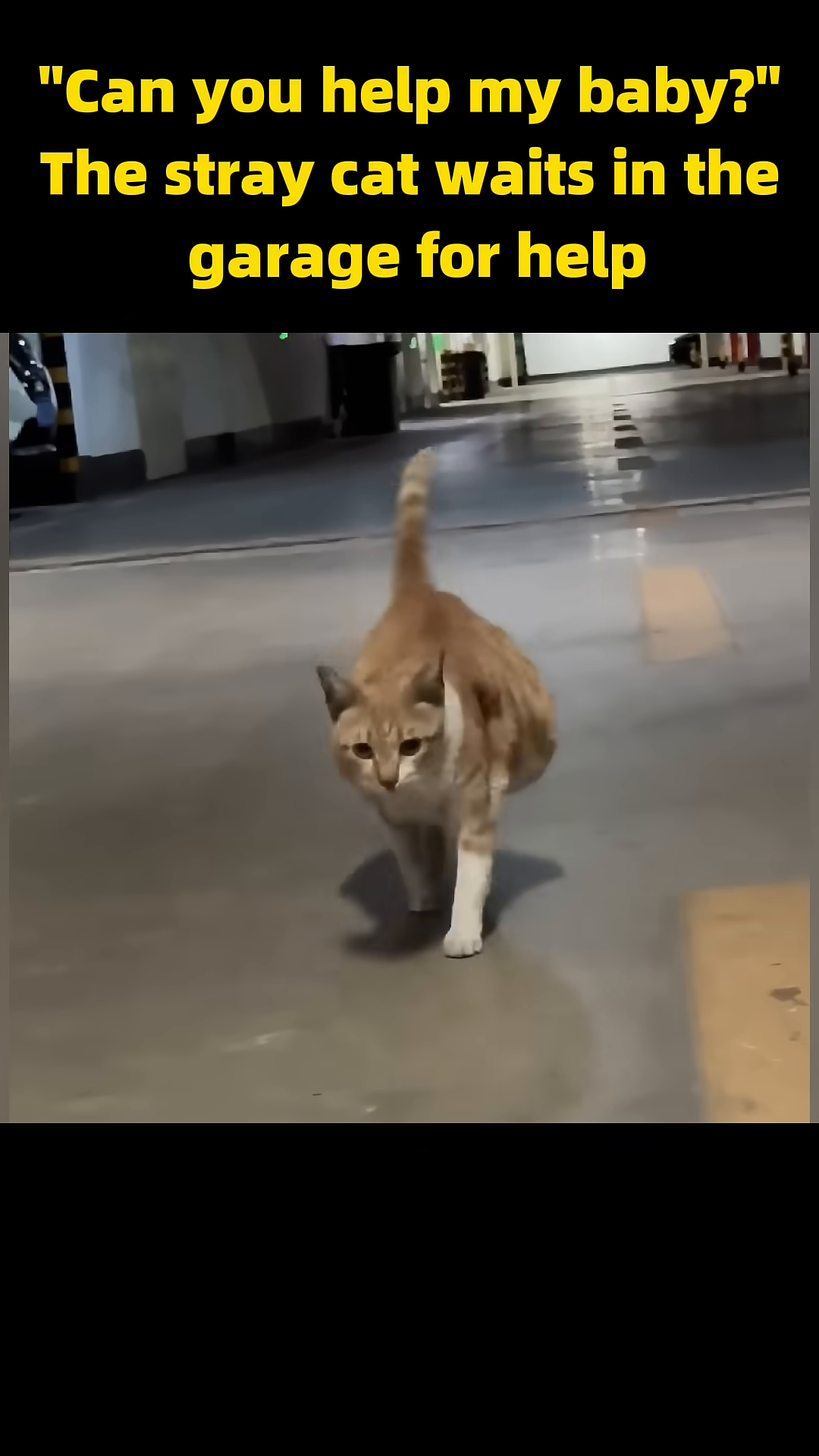 A pregnant stray cat cautiously approaches a person in a garage.