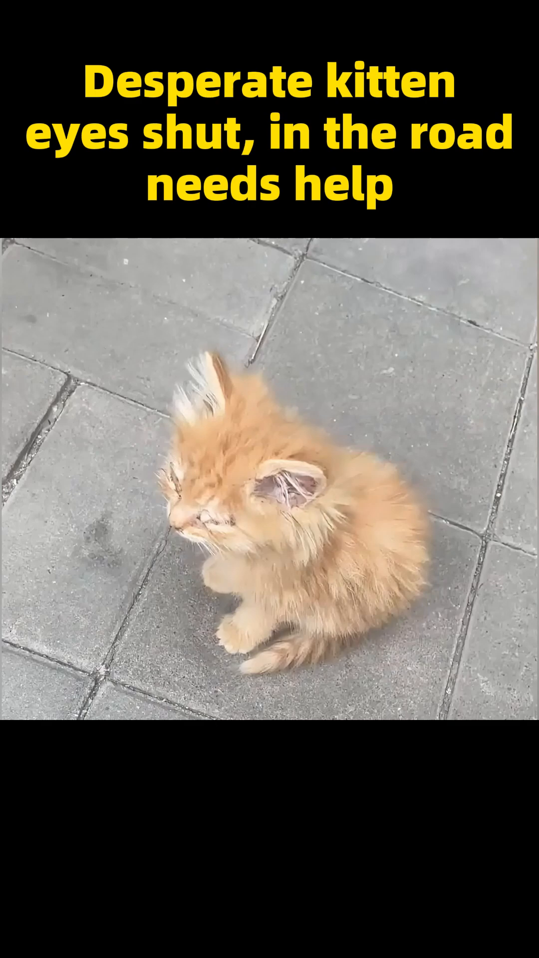 A tiny, orange kitten with severely matted and shut eyes appears distressed on a paved surface.