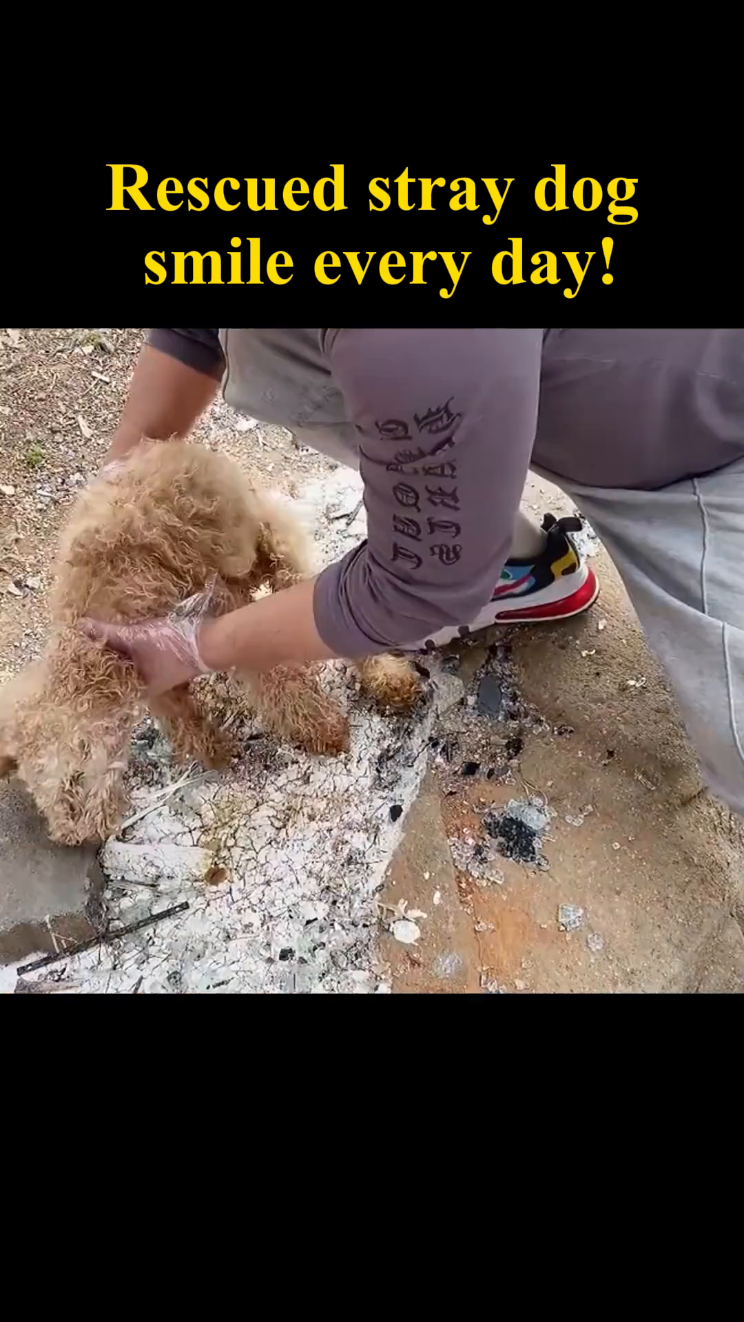 A rescuer gently reaching out to the neglected dog.
