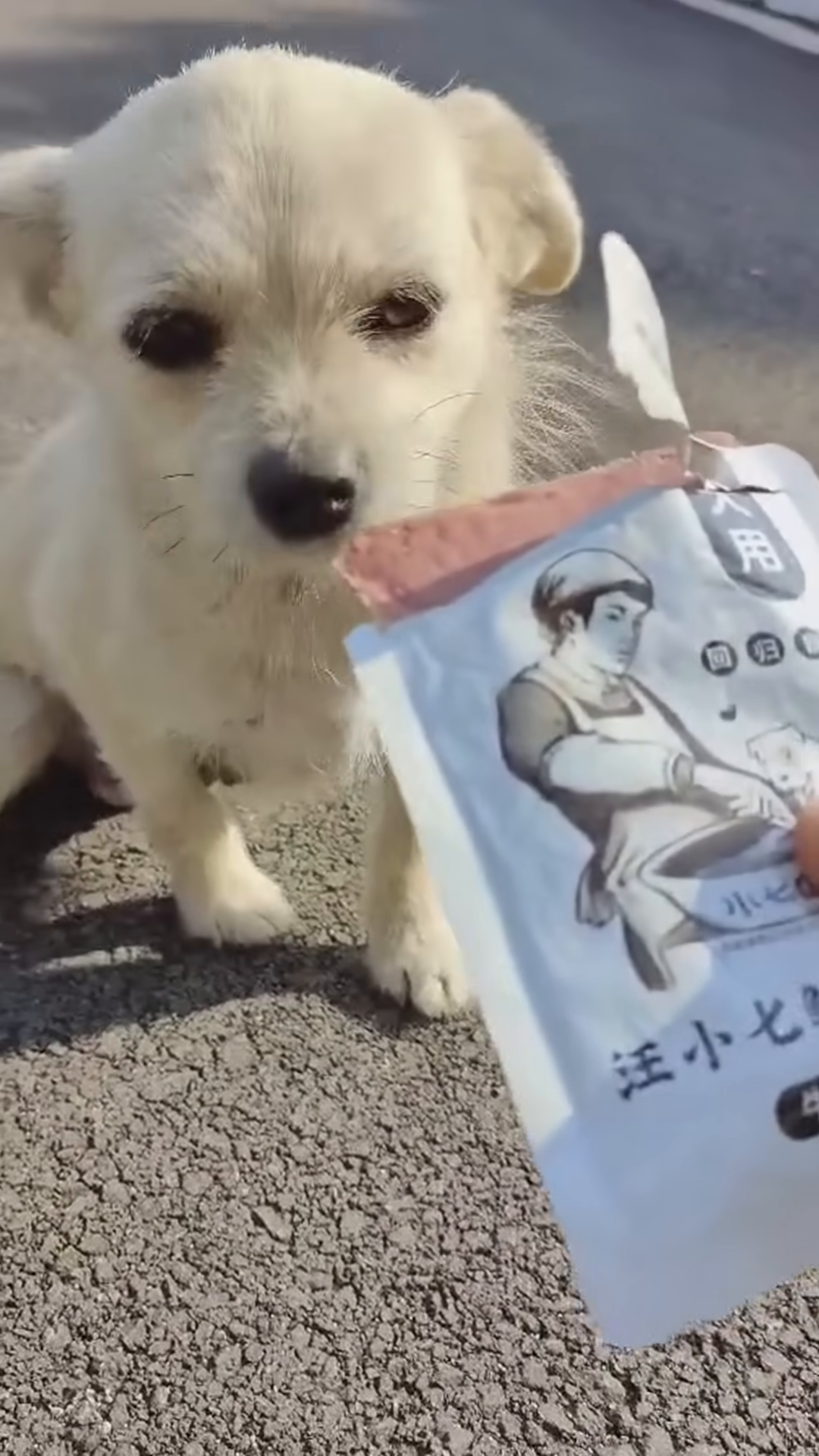 The mother dog gently takes a packet of food from a rescuer's hand.