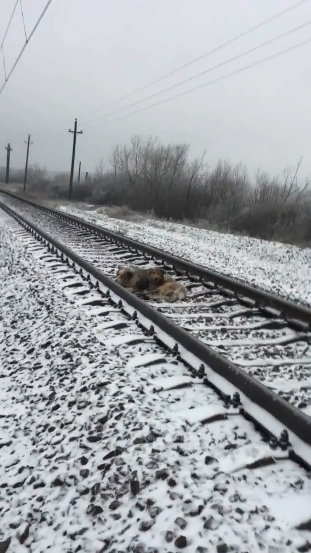 A dog stands protectively over another dog lying down on the train tracks, with snow on the ground.