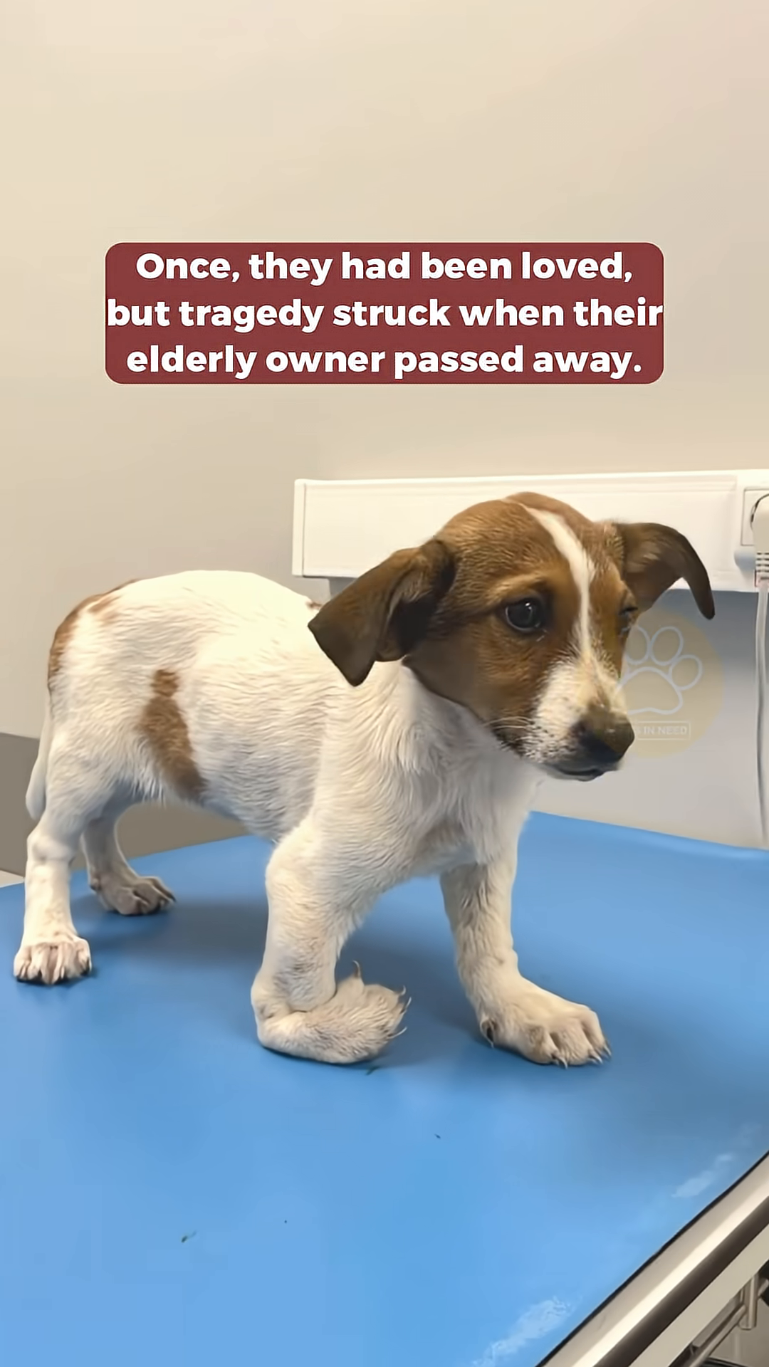 A close-up of the puppy's face, looking sad and vulnerable, as a hand in a blue glove gently touches its paw.