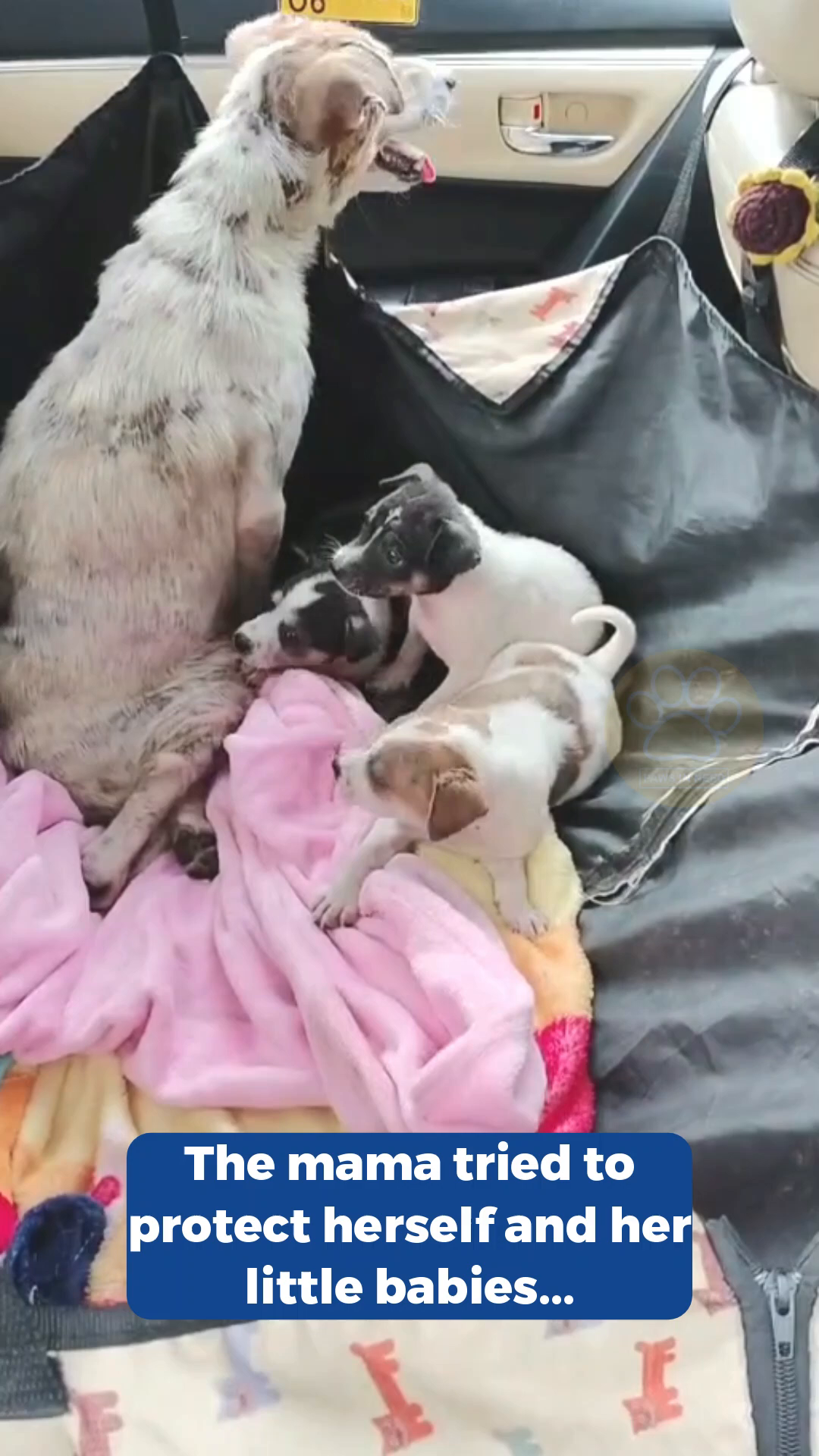 The mother dog looks protectively at her puppies.