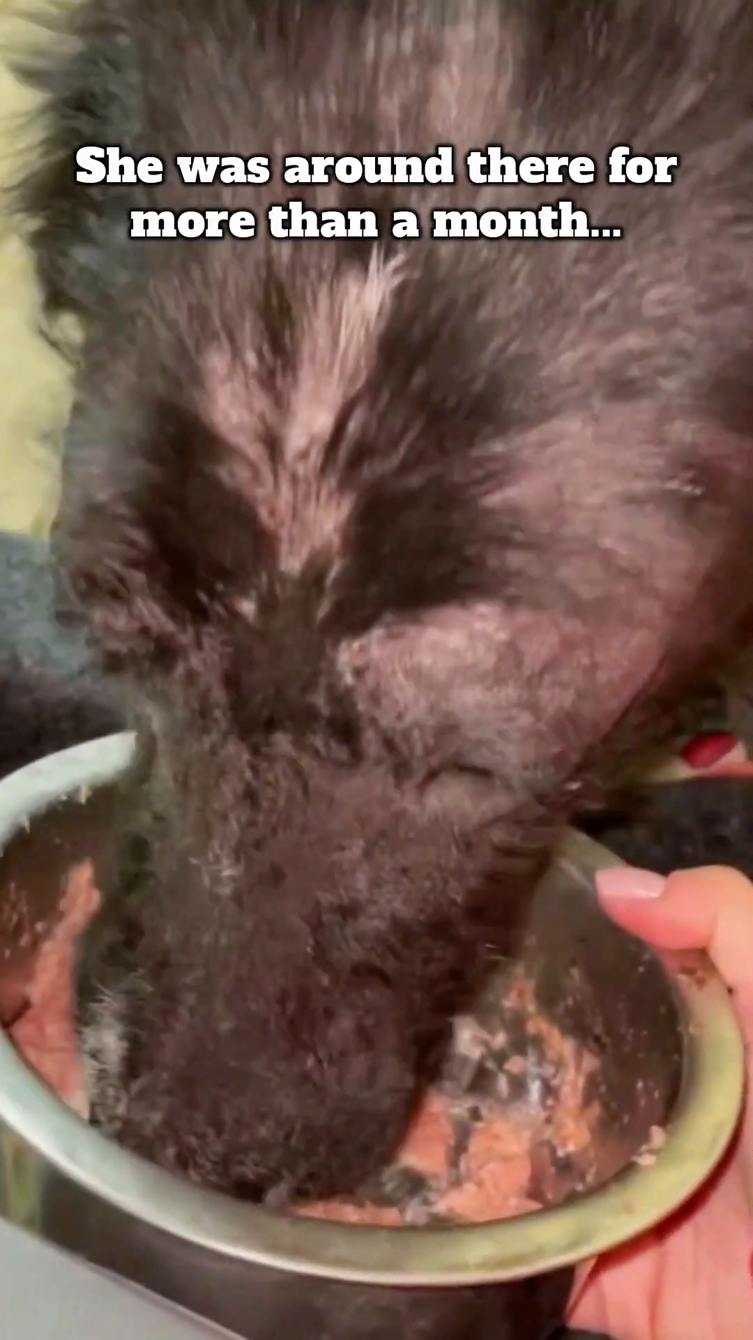 A close-up of the dog's face, showing signs of distress and hunger.