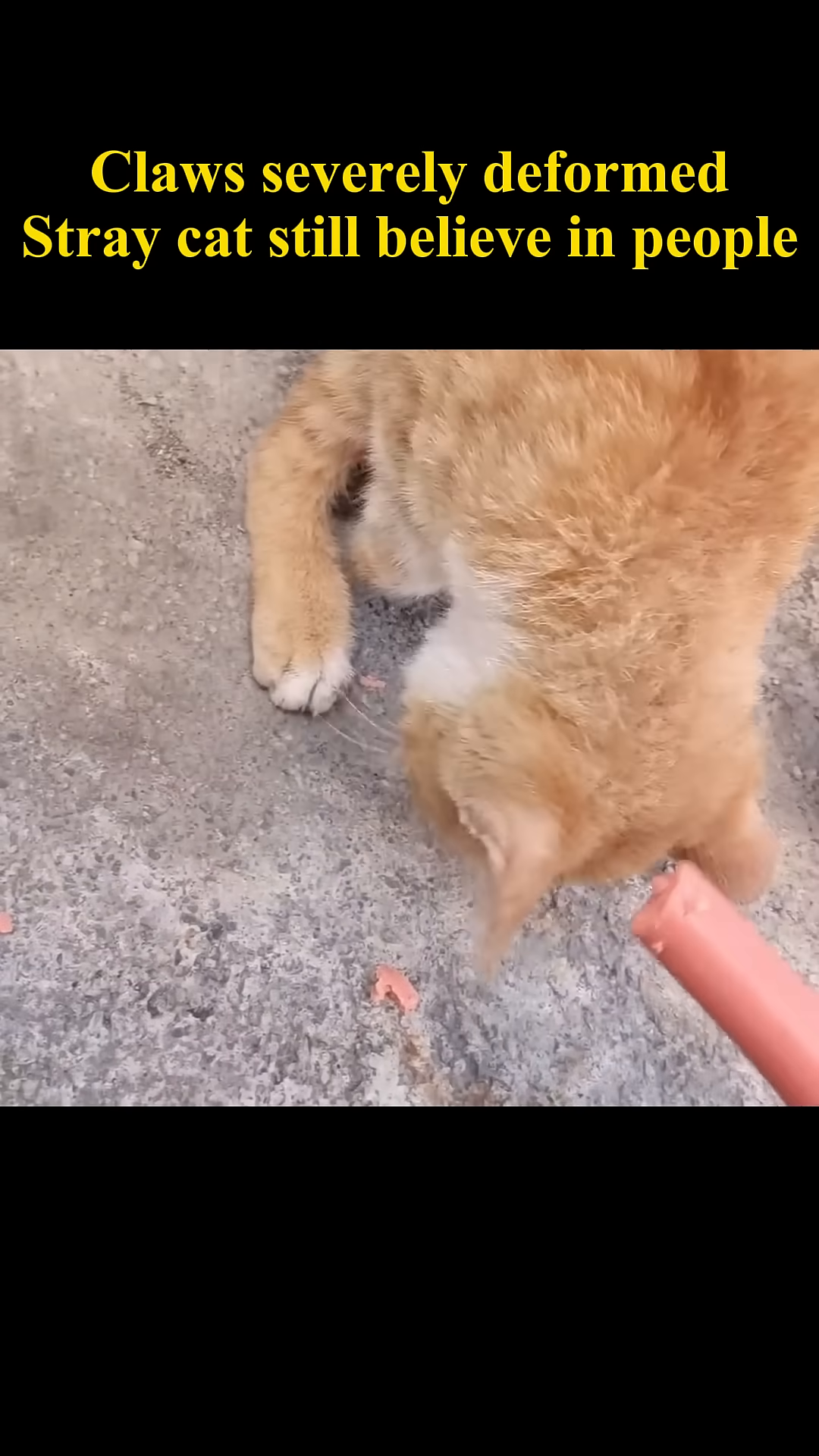 A hand offers food to the hesitant stray cat.
