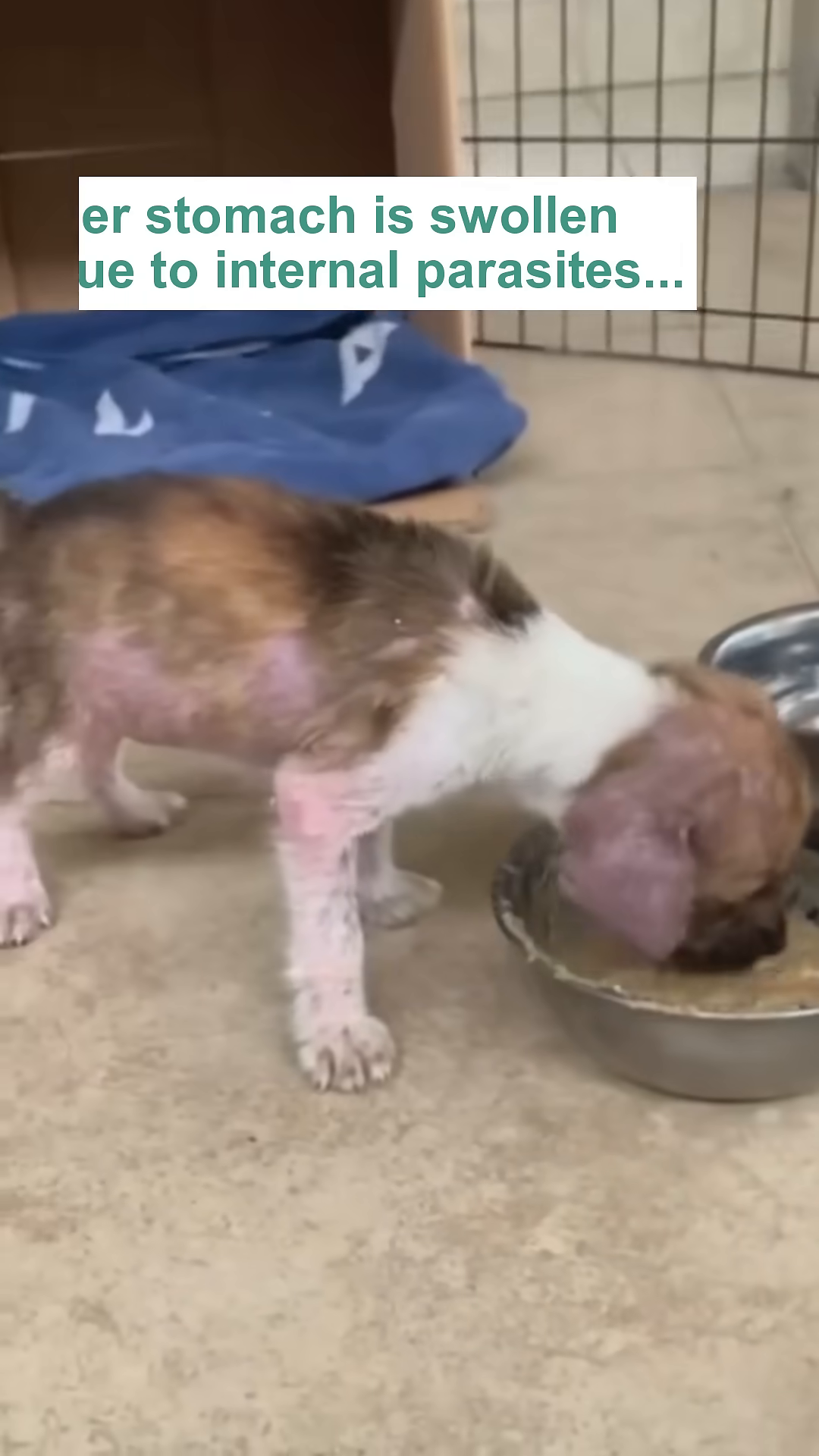 Close-up of the puppy's swollen stomach and visibly irritated skin.