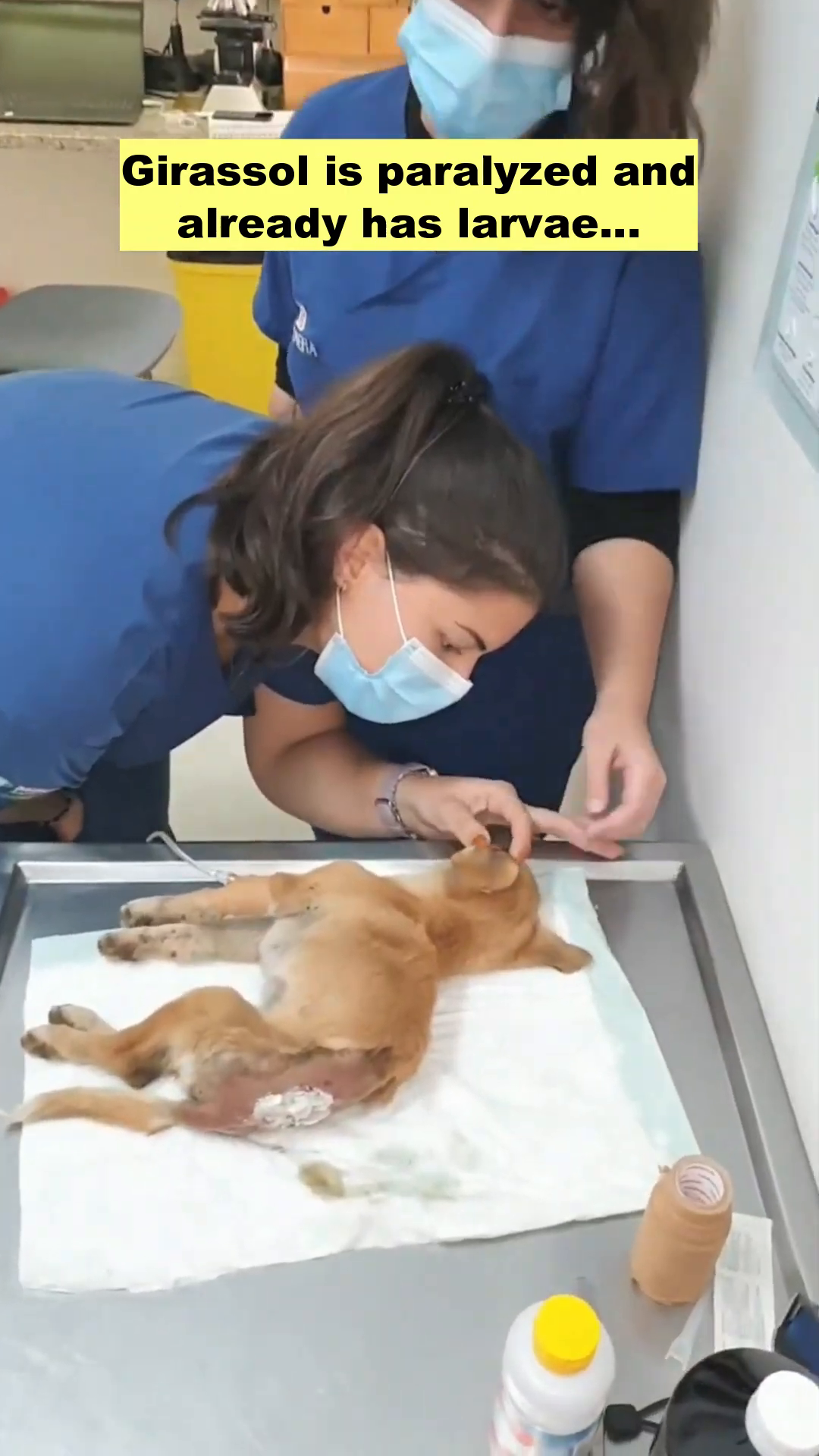 A puppy lying on a table, with two people in blue scrubs examining her. The puppy appears weak and has visible wounds.