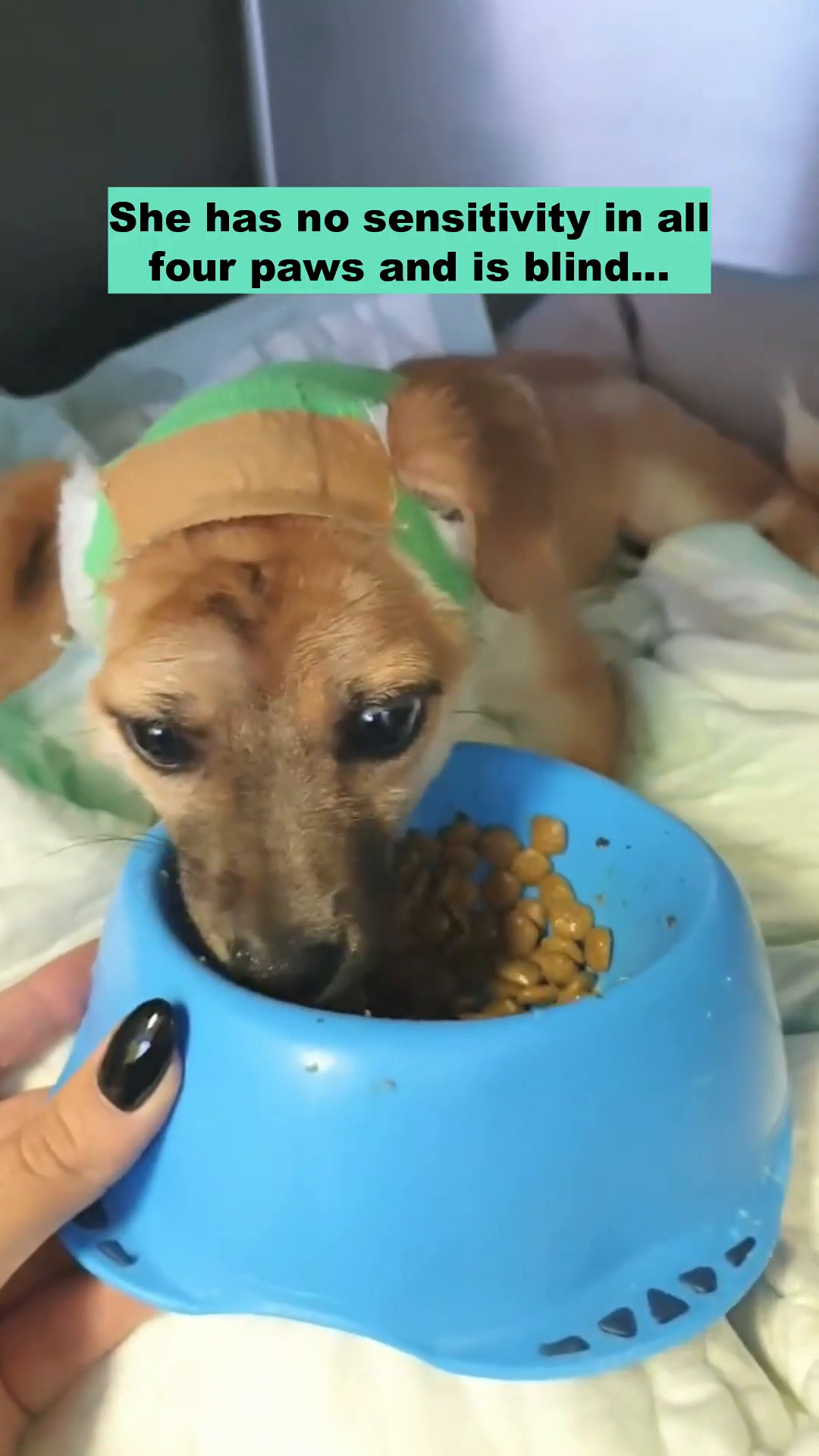A close-up of a puppy's face as it eats from a blue bowl, its tongue visible.