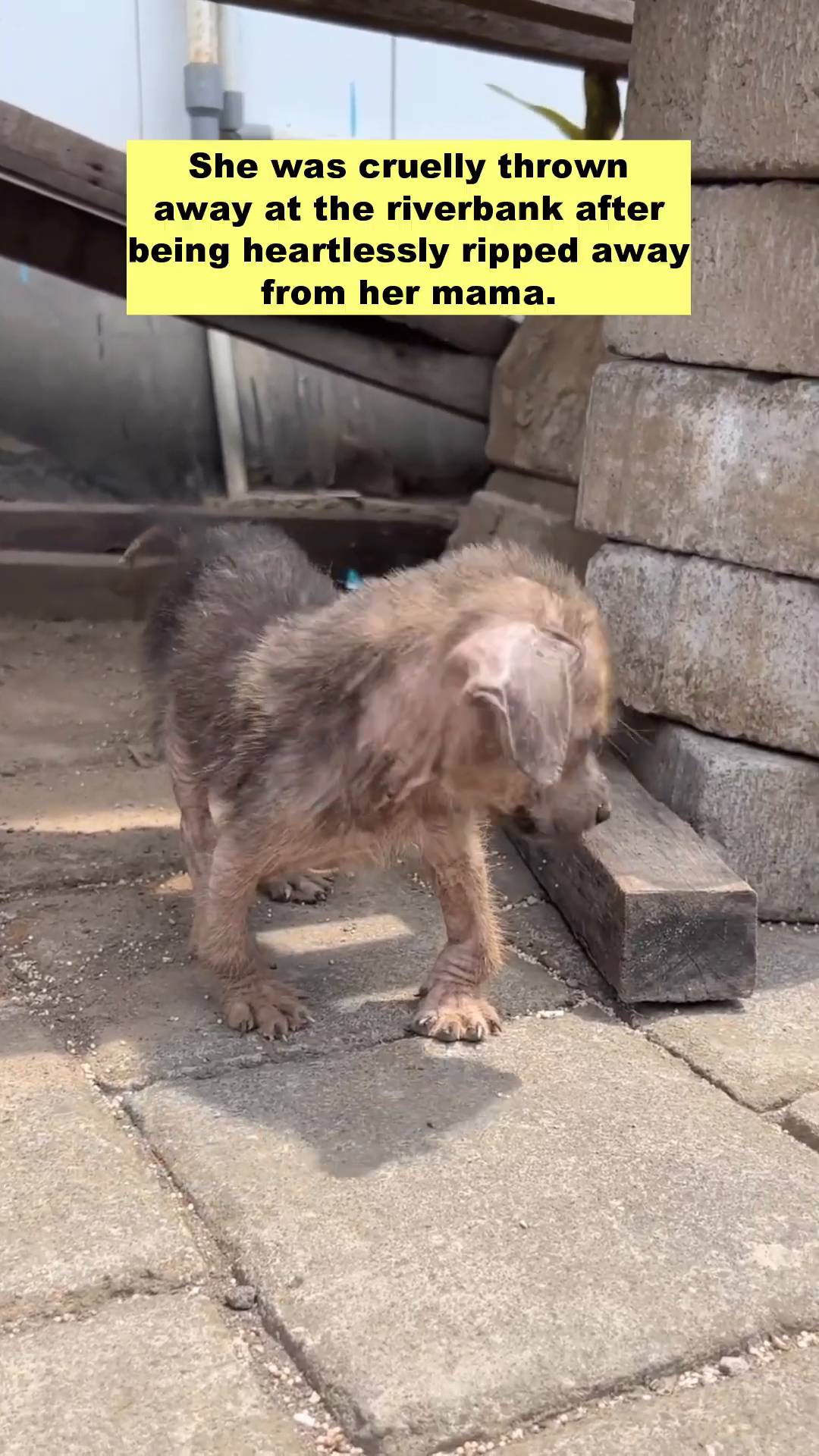 Close-up of Tiny Lulu, showing her thin frame and sparse fur, highlighting her vulnerability.