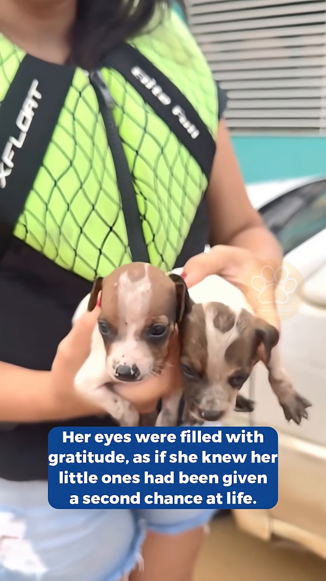 The mother dog looks up with eyes full of gratitude as a rescuer gently touches her.