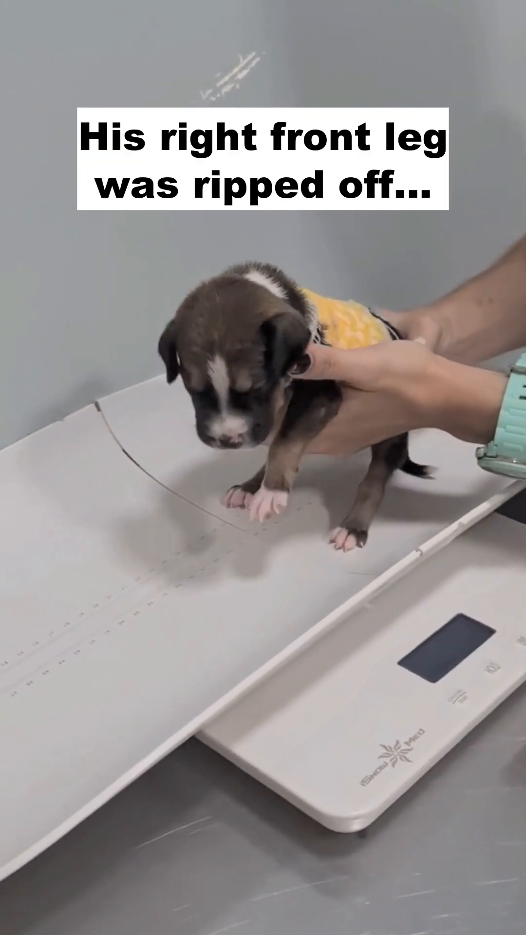 A puppy with a bandaged leg is being weighed on a digital scale.