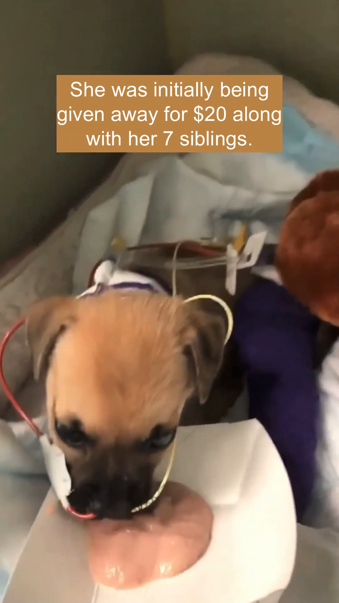 A close-up of Little Iggy's face, showing her eyes and the medical tubes.